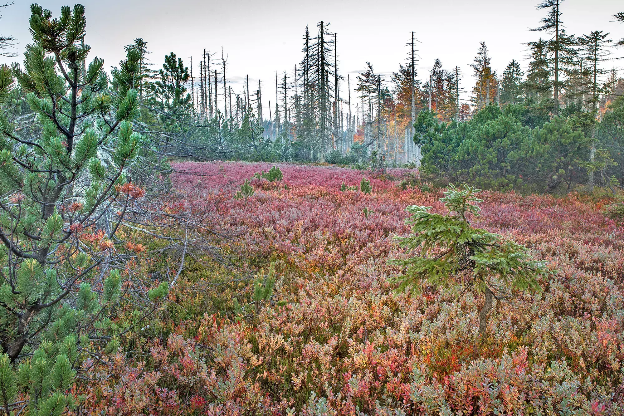 Nationalpark Bayerischer Wald mit lilafarbener Erika