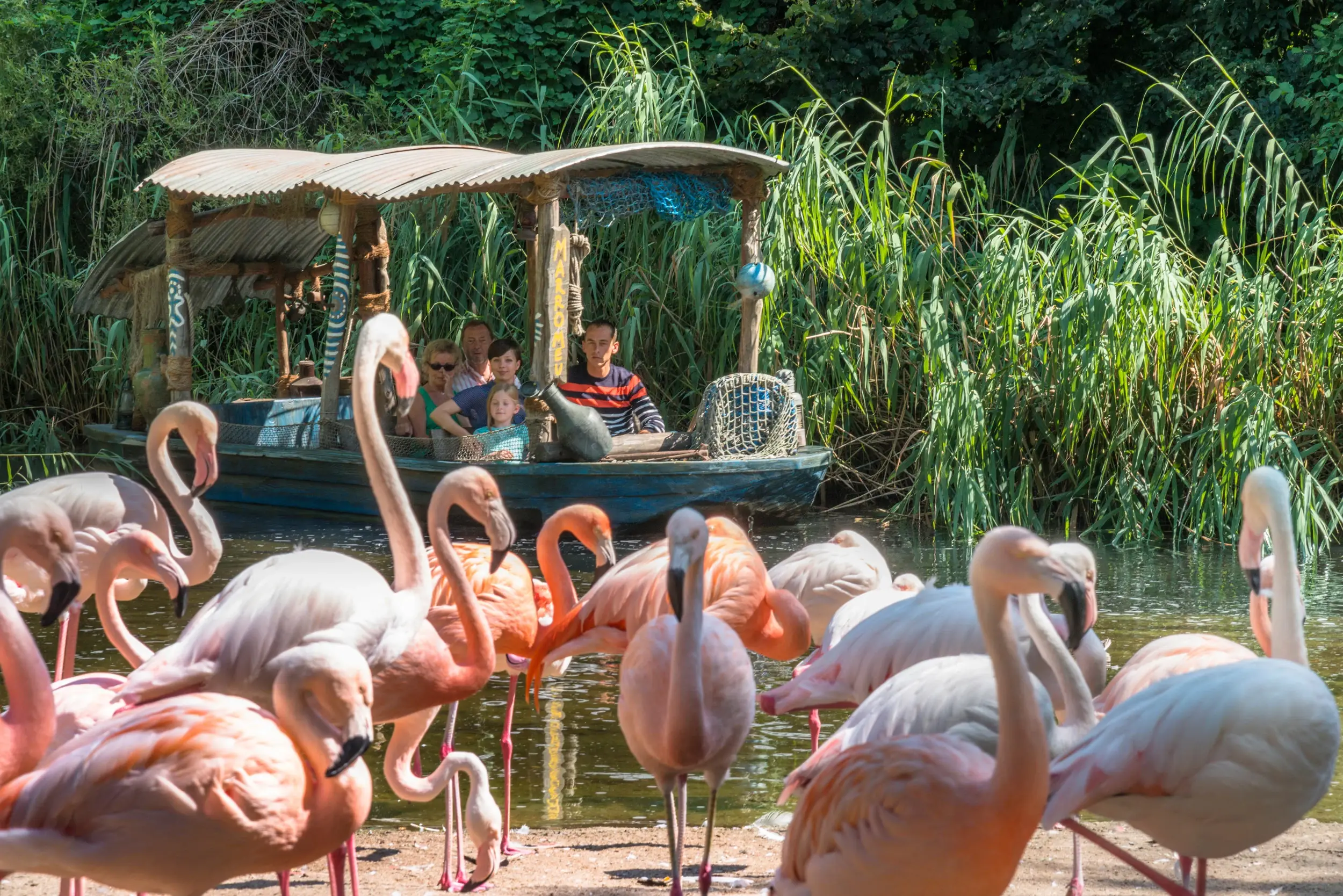 Sambesi Bootsfahrt mit Flamingos im Erlebnis Zoo Hannover