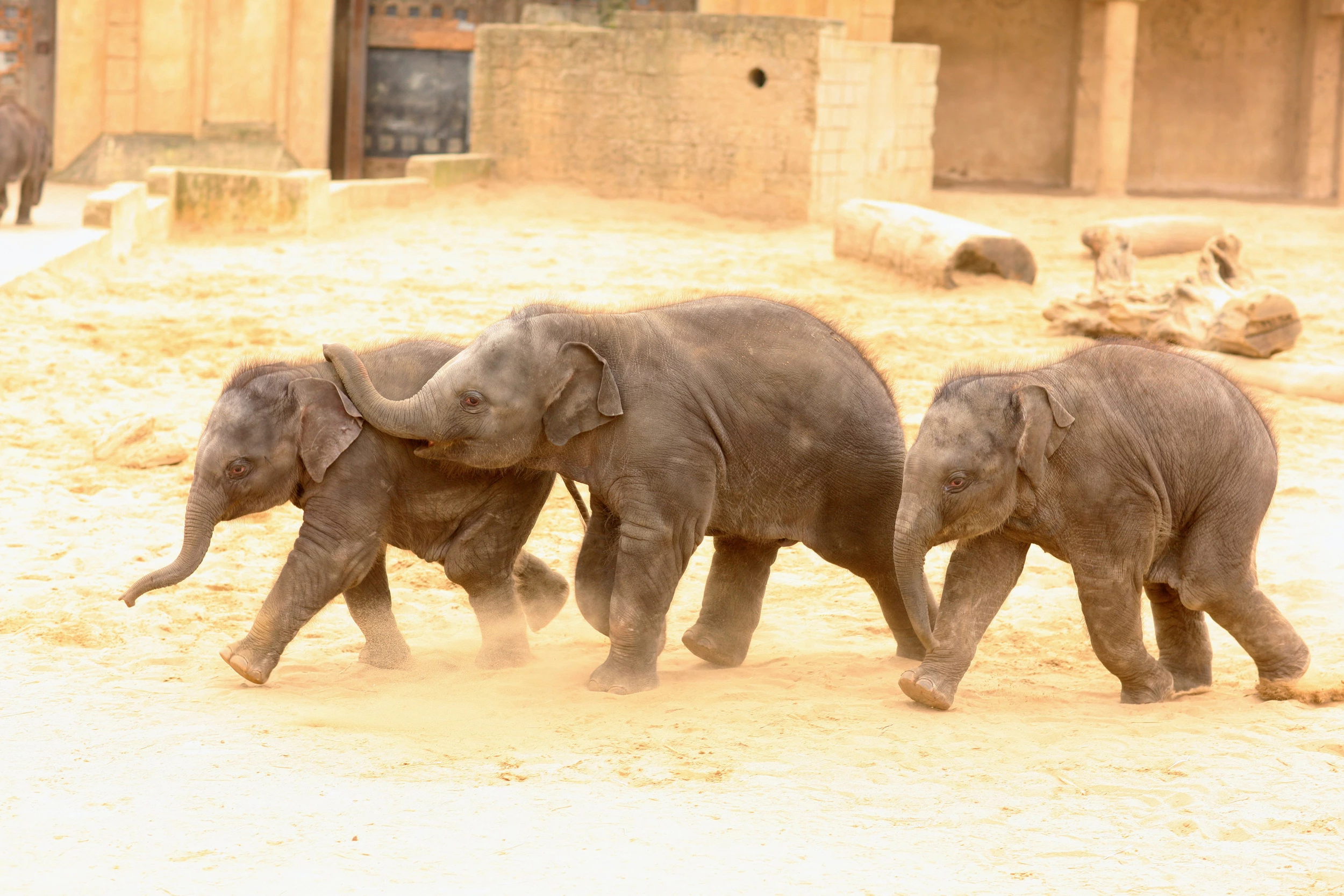 junge Elefanten spielen im Erlebnis Zoo Hannover