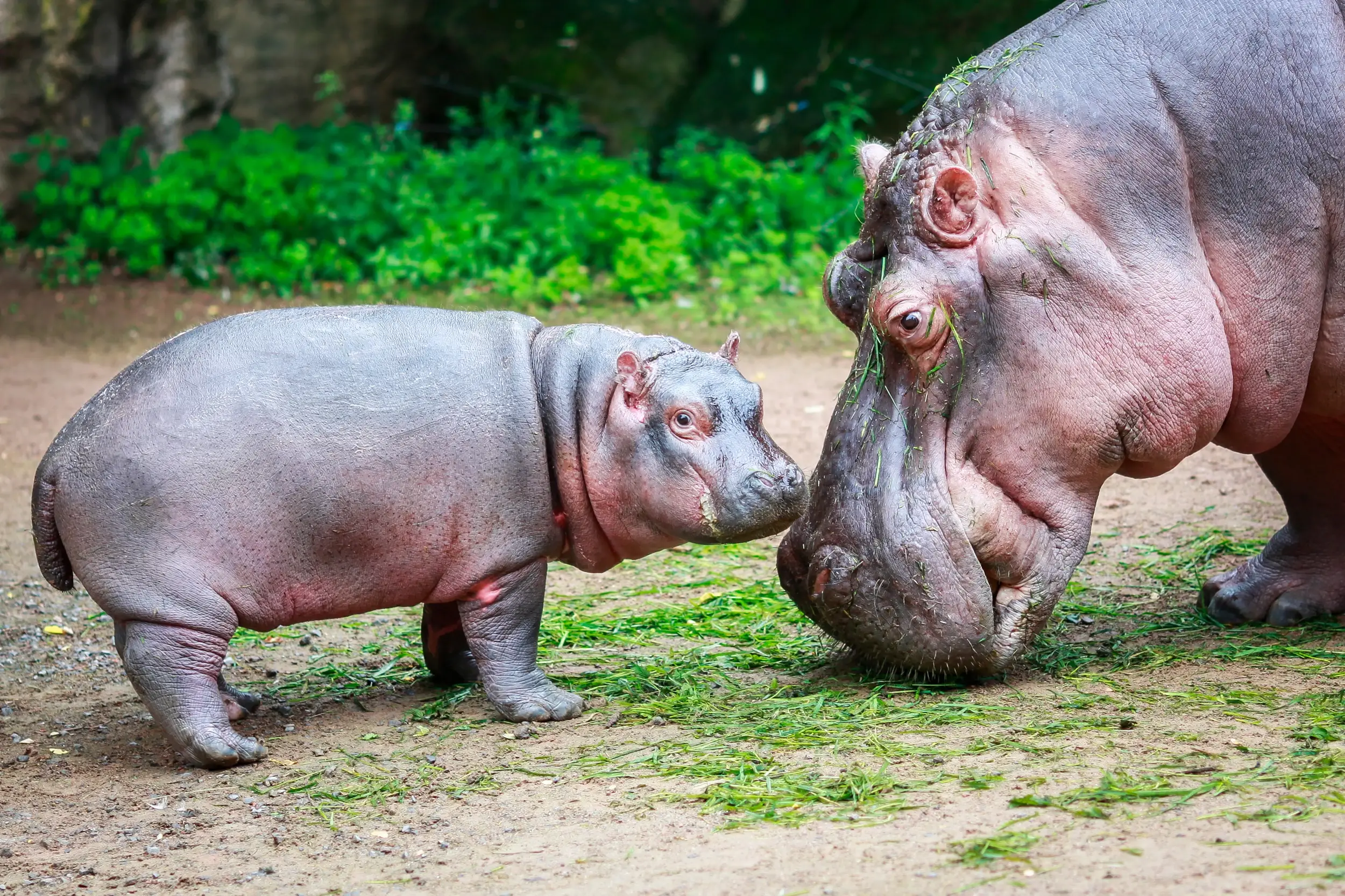 Flusspferdefamilie im Erlebnis Zoo Hannover