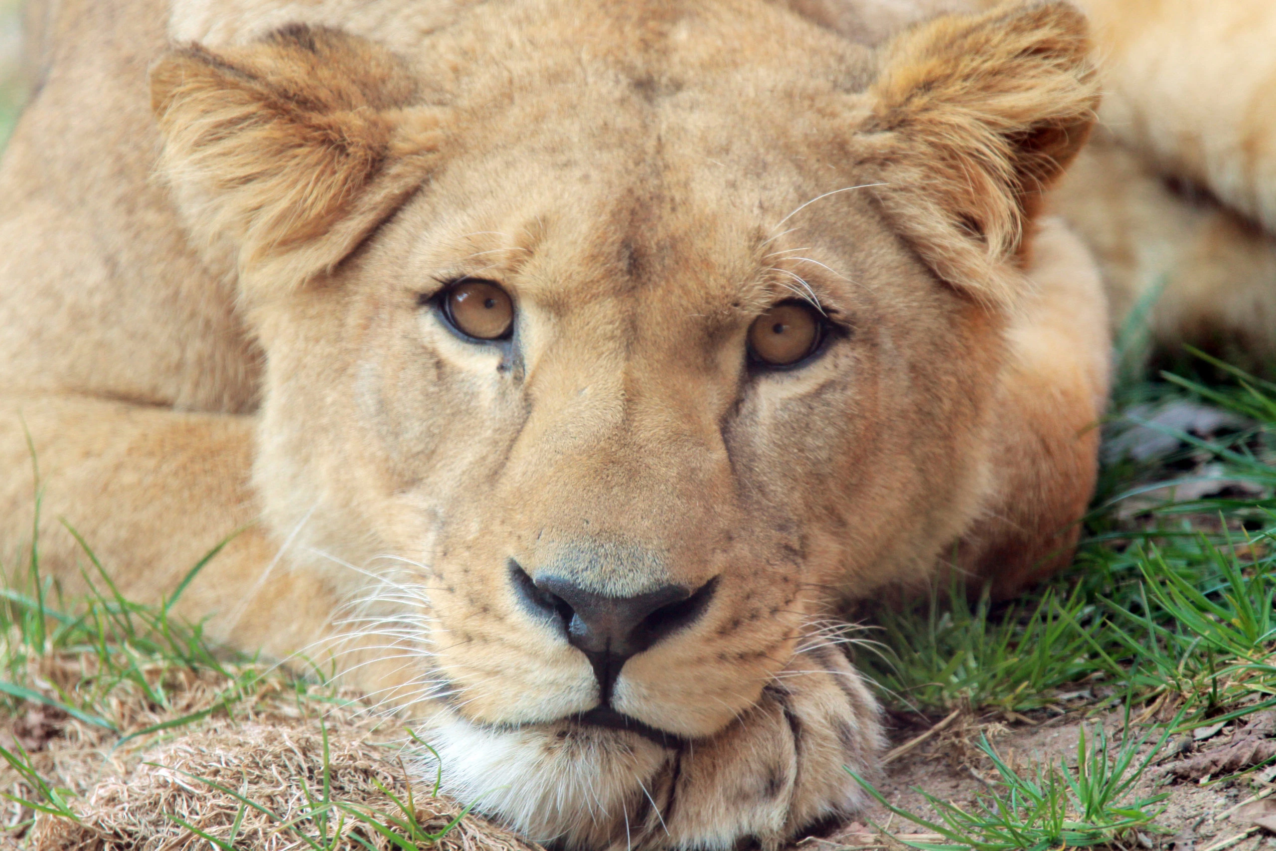Kopf einer entspannten Löwin im Erlebnis Zoo Hannover