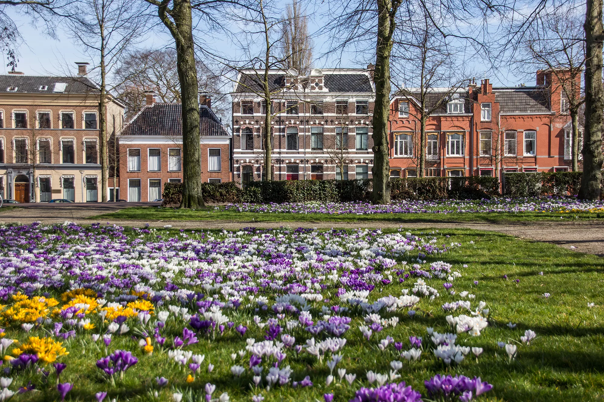 Backsteinhäuser in der Stadt Groningen, vor einer Wiese voller blühender Krokusse bei Tageslicht. Die lebhaften Farben der Krokusse stehen im schönen Kontrast zu den warmen Tönen der Backsteinhäuser und schaffen eine einladende und fröhliche Atmosphäre. Diese Szenerie verkörpert den Charme und die Schönheit der Stadt im Frühling.