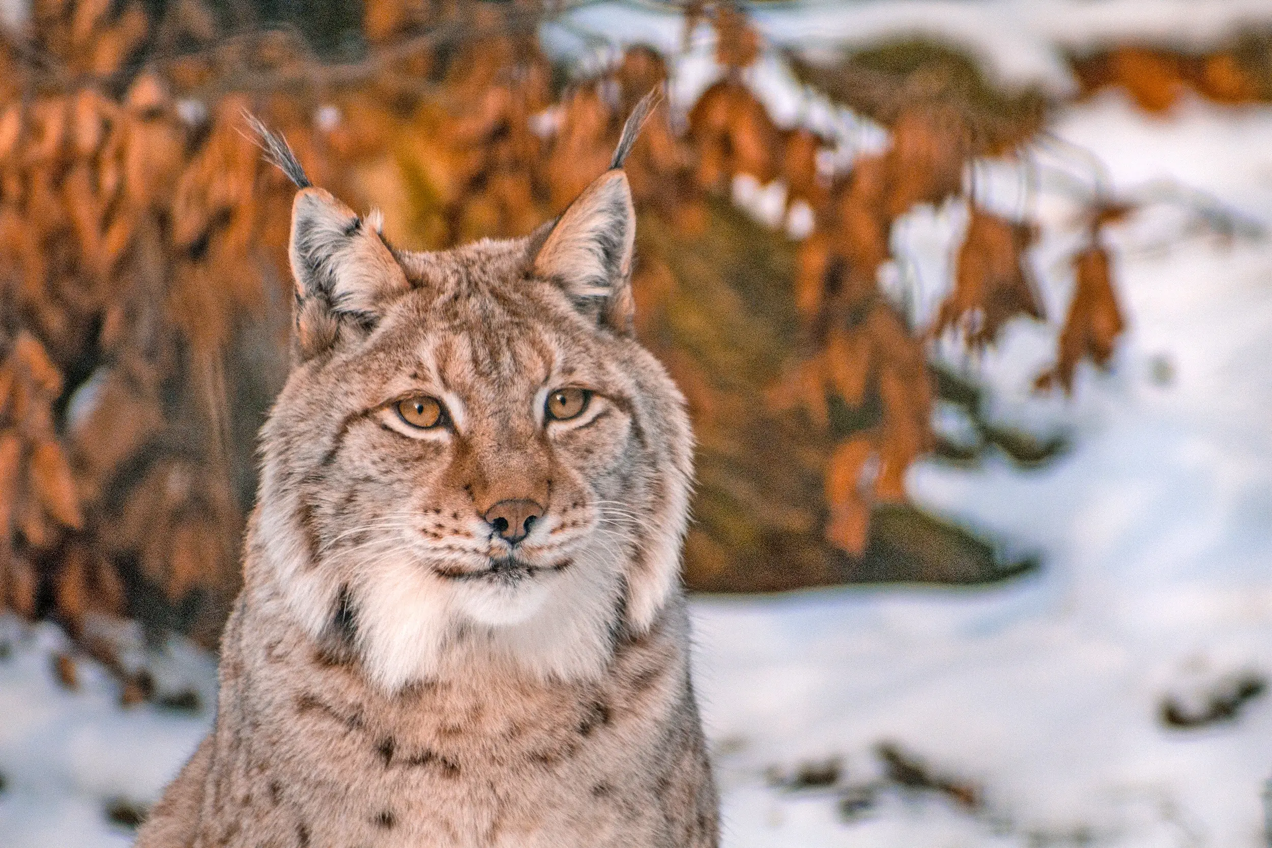 Luchs im Winter nahe der Rabenklippe, Bad Harzburg