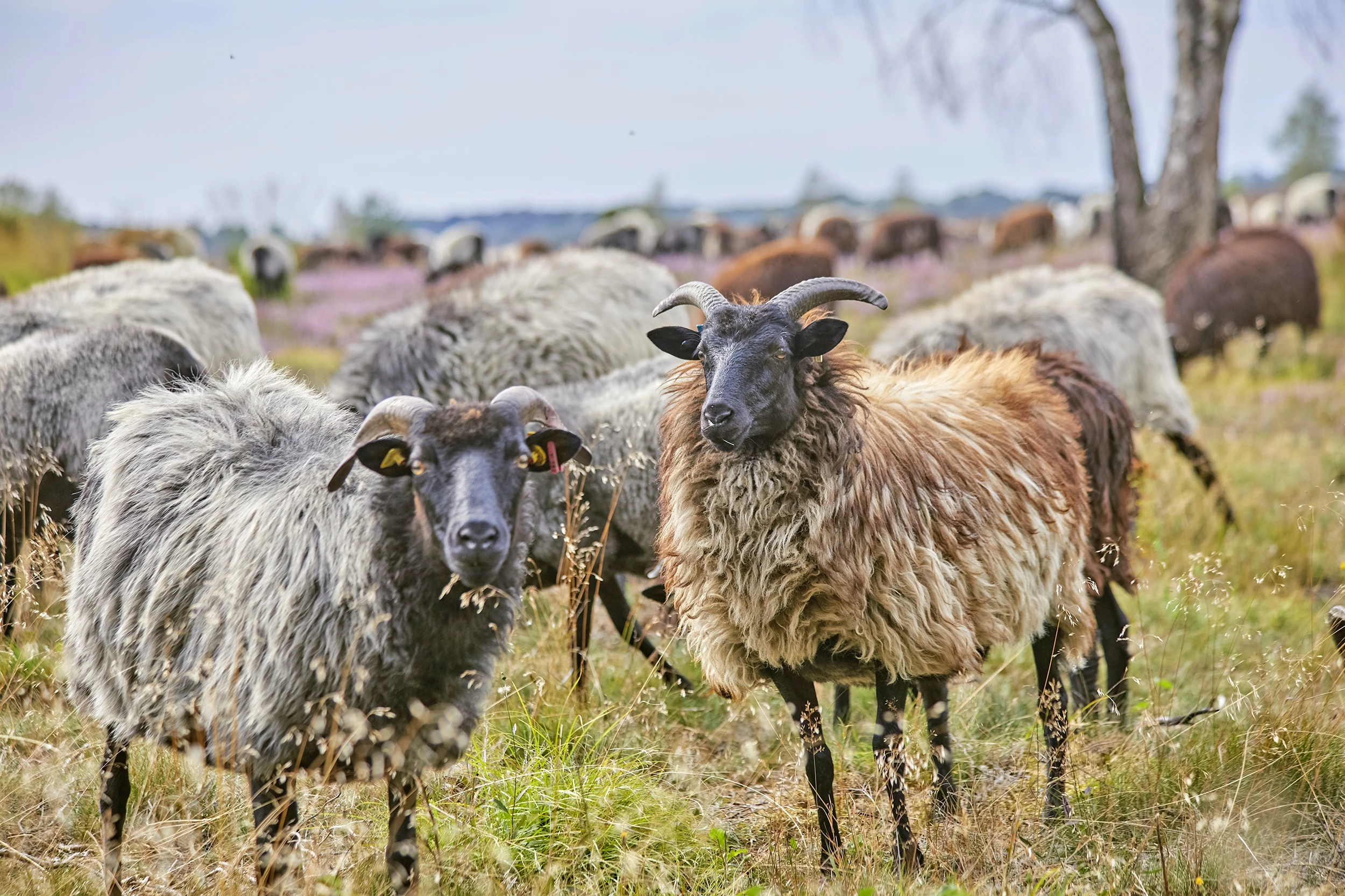 neugierig blickende Heidschnucken in der Schafsherde in der Lüneburger Heide