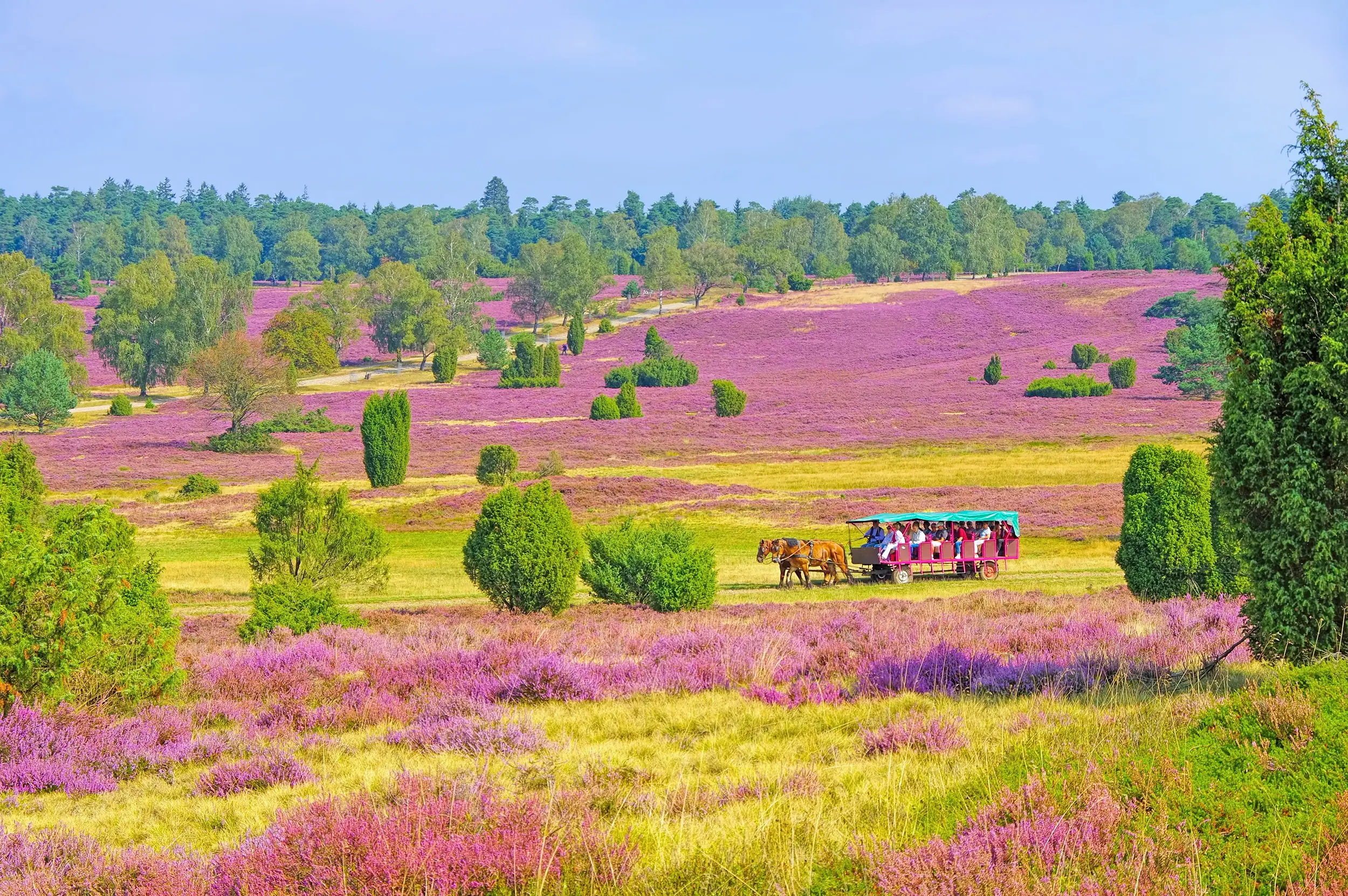 Kutschfahrt im Herbst bei Wilsede durch typischen Heidelandschaft