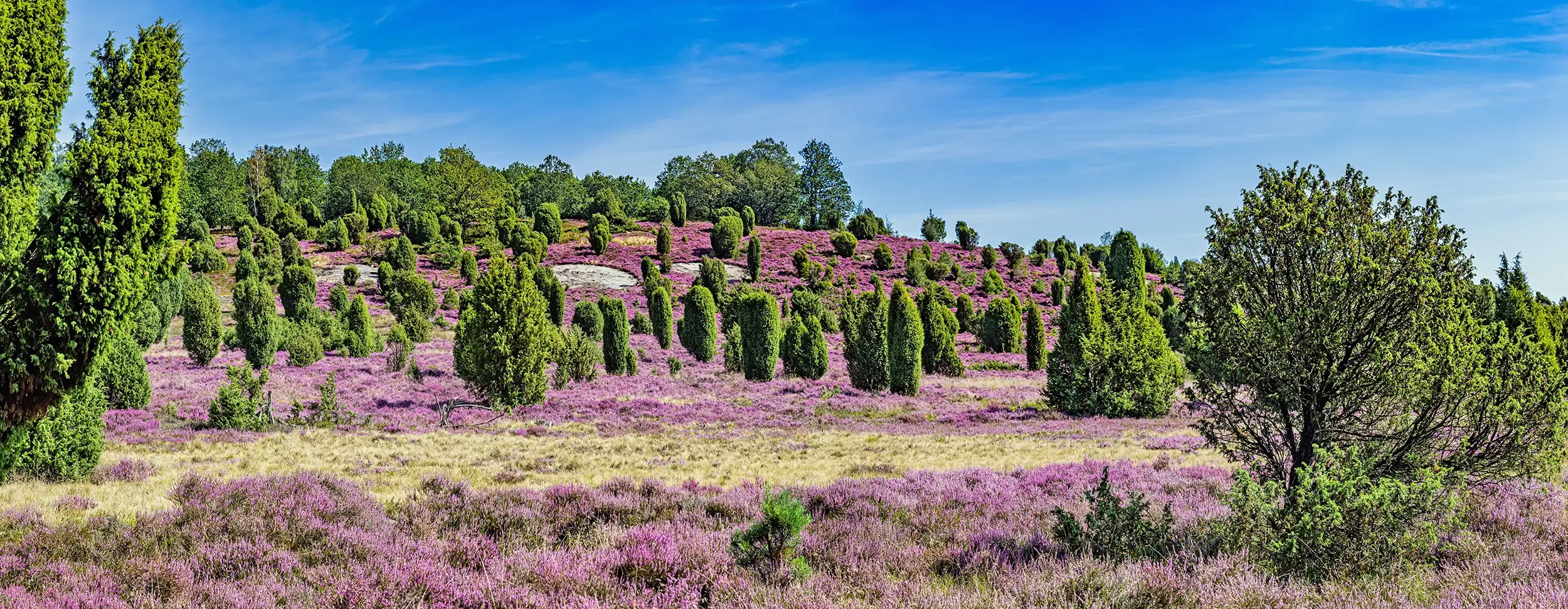 Lüneburger Heide typisches Panoramabild mit Wacholderbüschen und violetter Heide