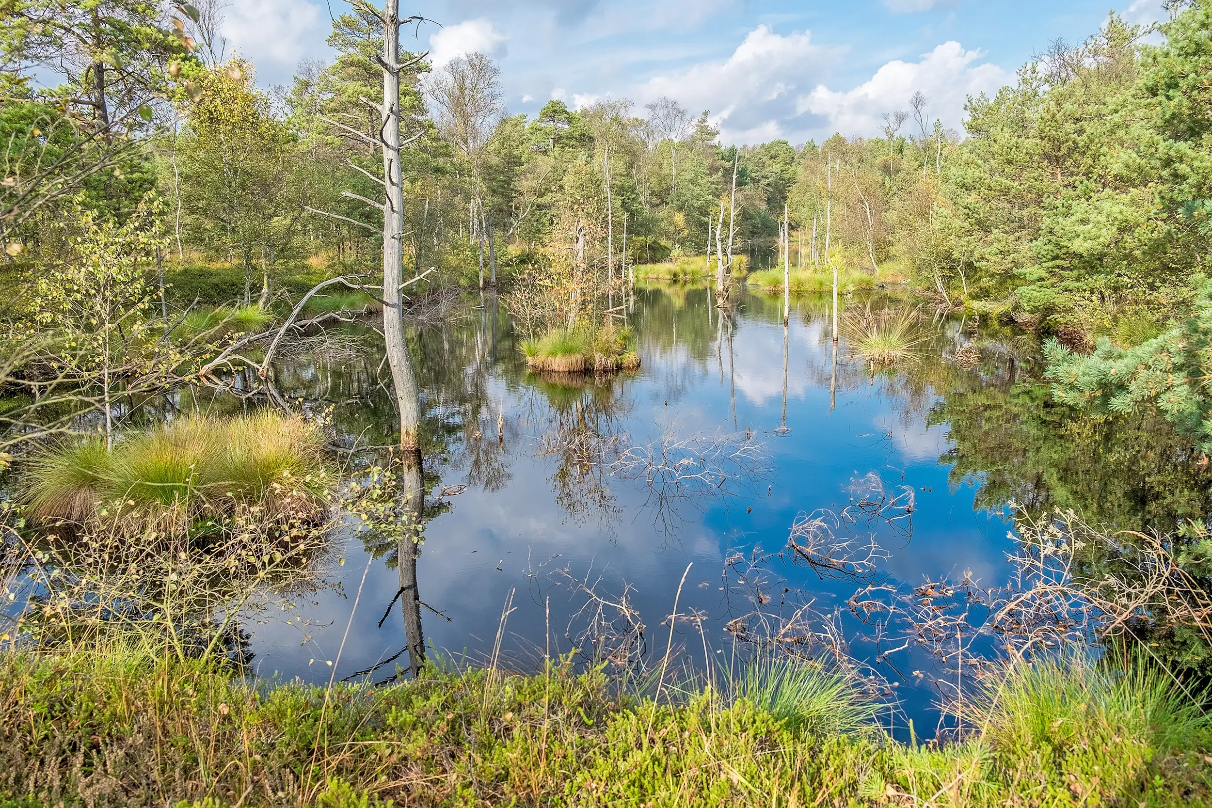 Das waldige Pietzmoor mit kleinen Inselchen mit Binsengras und kahlen, abgestorbenen Bäumen