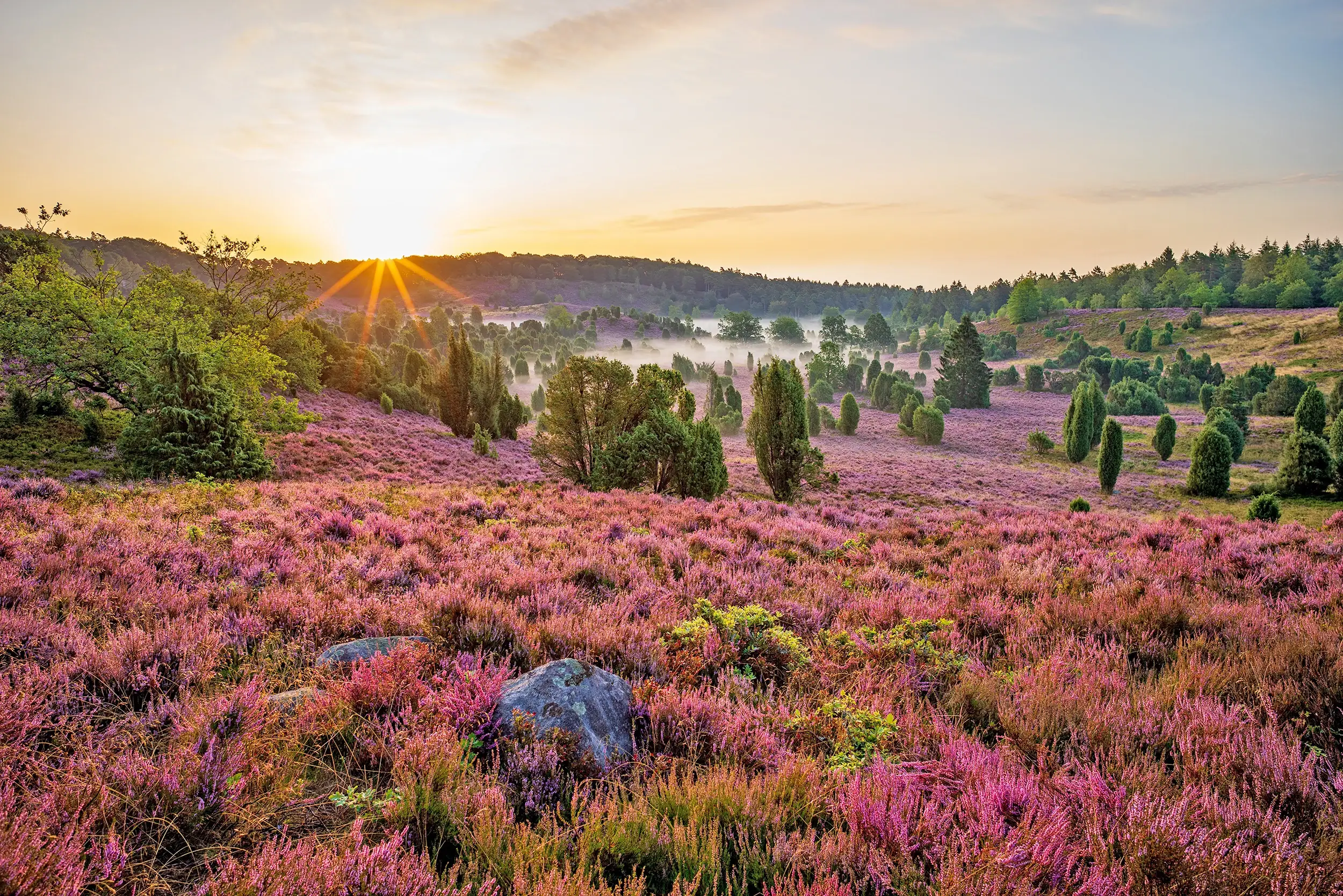 Sonnenaufgang am Totengrund mit blühender Heide in der Lüneburger Heide