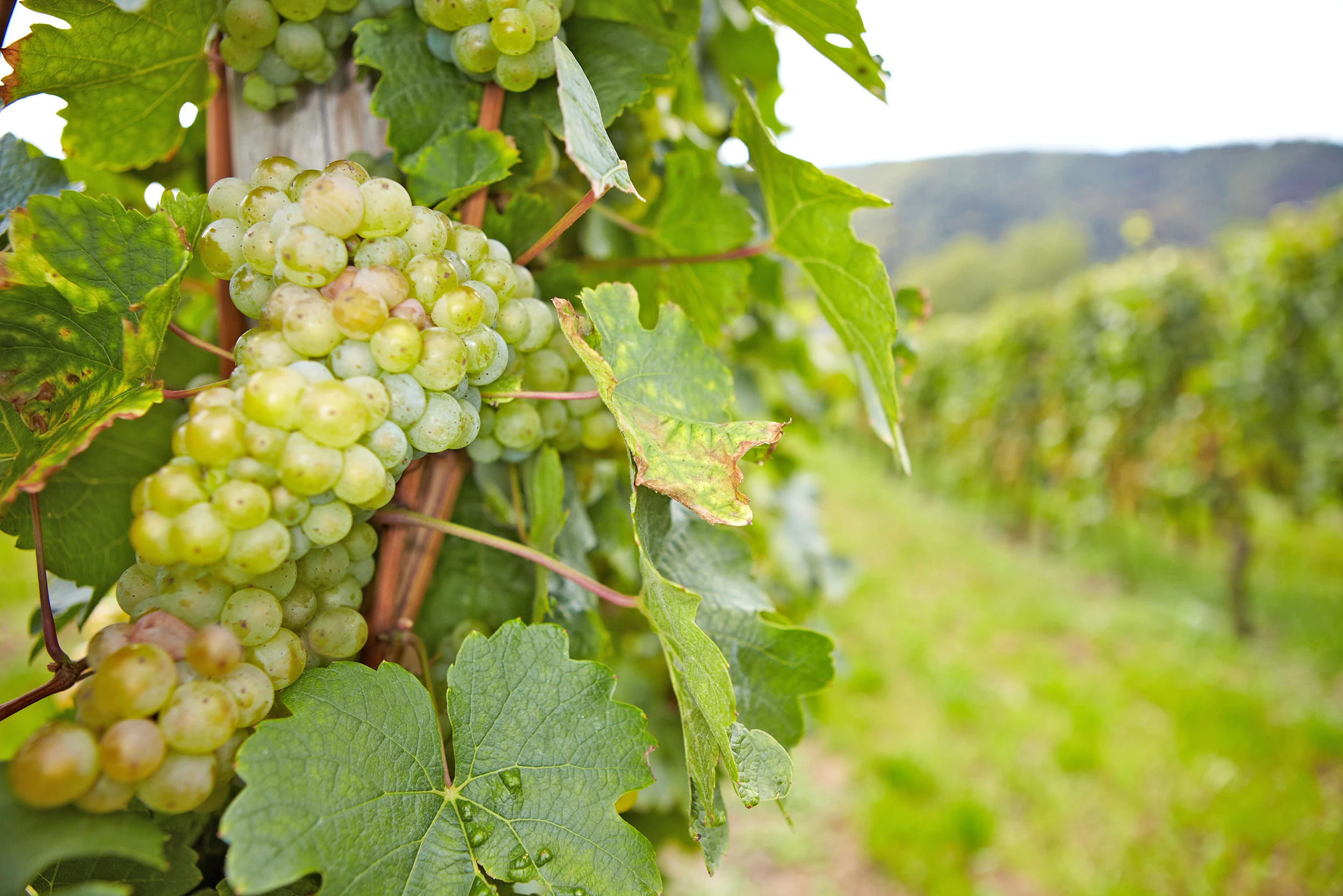 Weinstock mit Riesling-Weißwein-Trauben