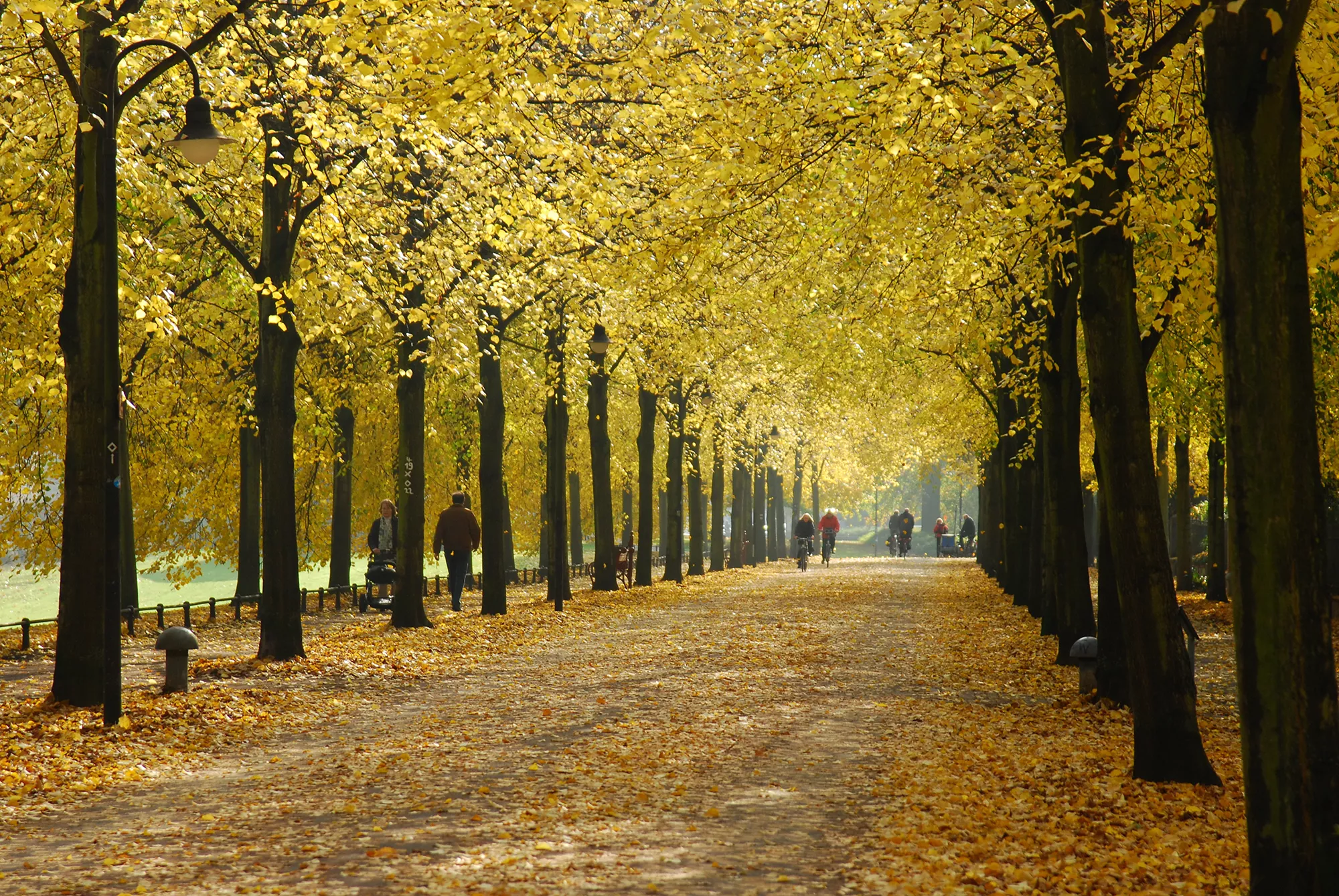 Herbstliche Allee auf der Krimitour Münster