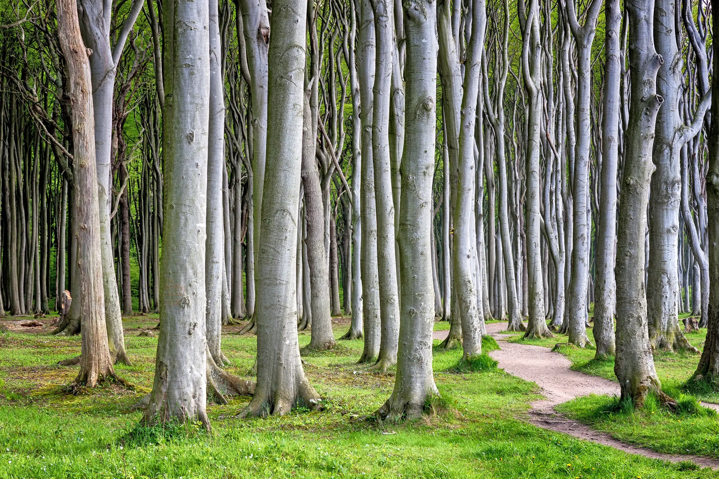 hochgewachsene Bäume im Gespensterwald Nienhagen an der Ostsee