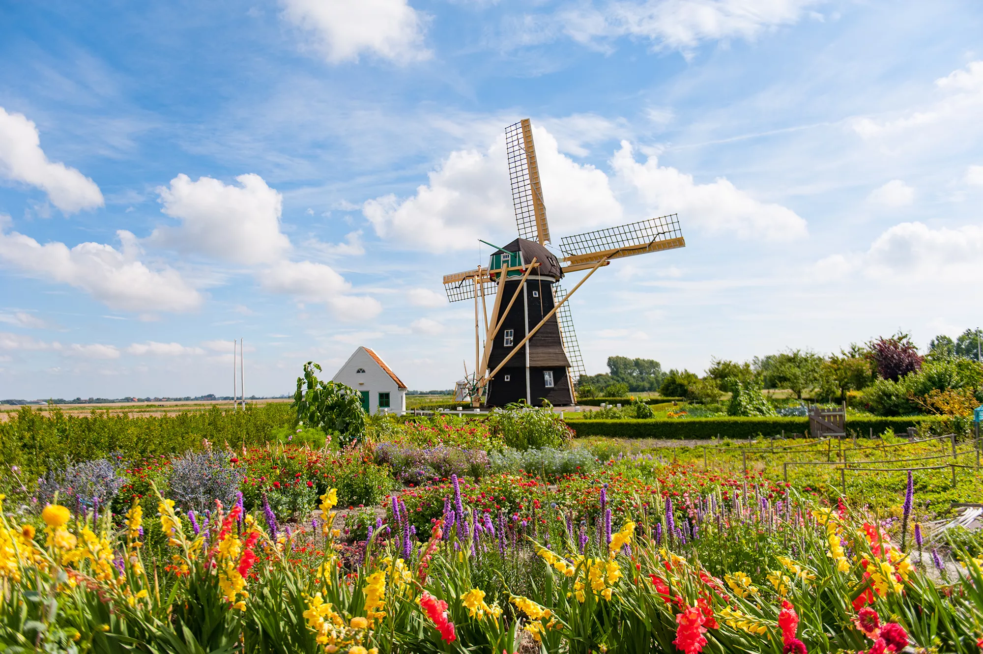 Das Bild zeigt eine klassische Windmühle in Friesland, die sich majestätisch in der ländlichen Landschaft erhebt. Die Mühle ist von einem farbenfrohen Blumenfeld umgeben, das eine lebendige Atmosphäre schafft. Der Himmel ist klar und blau, mit vereinzelten weißen Wolken, was die idyllische und friedliche Stimmung verstärkt. Neben der Windmühle steht ein kleines weißes Häuschen, das die typische ländliche Architektur der Region widerspiegelt. Die Szene strahlt Ruhe und natürliche Schönheit aus, typisch für die malerischen Landschaften Frieslands.