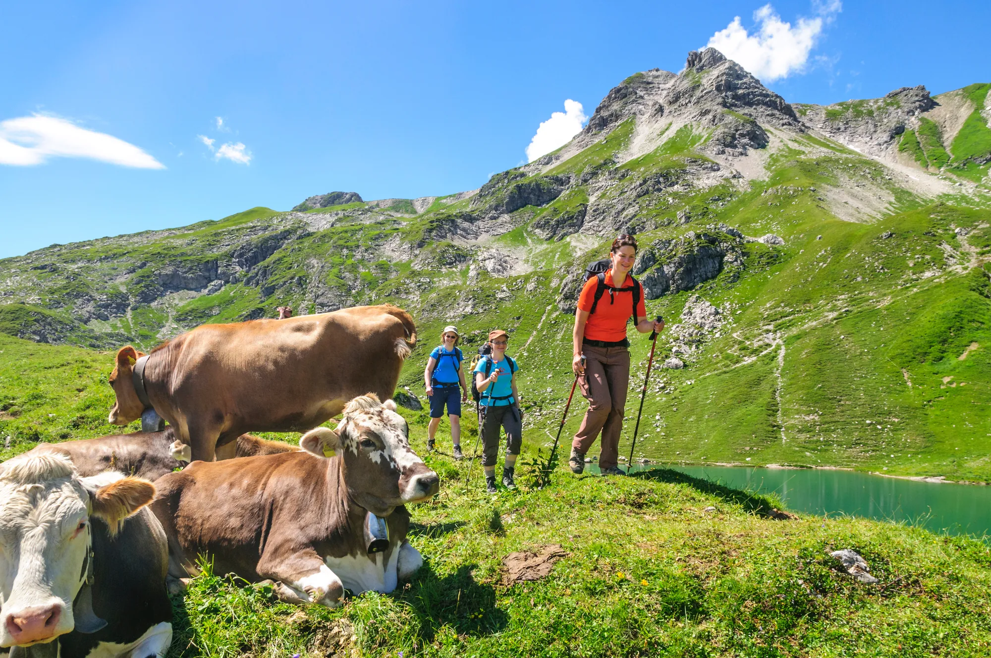 Bergwander*innen mit Wanderstöcken in Gebirgslandschaft mit Kühen
