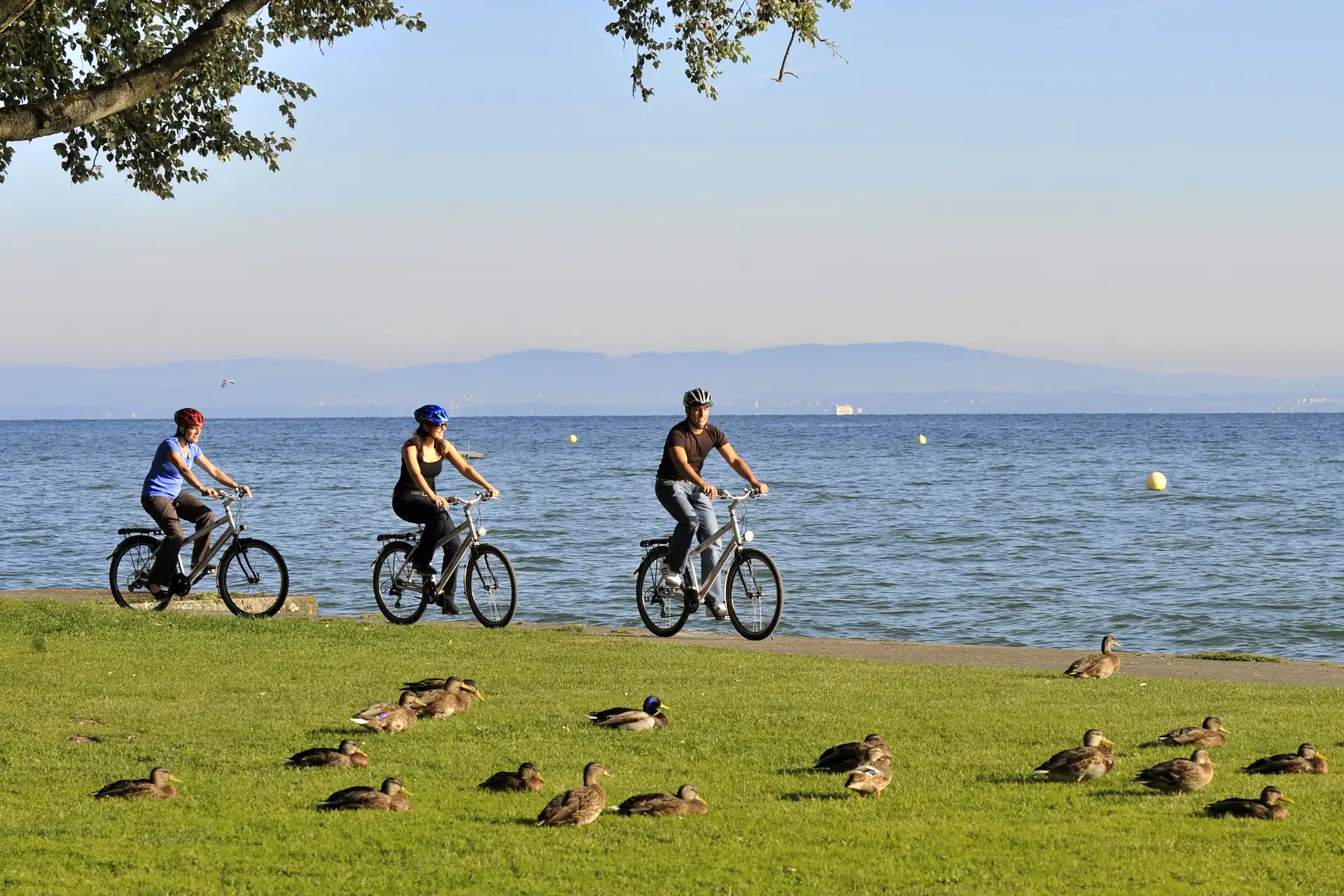 Drei Personen fahren mit Fahrrädern am Ufer des Bodensees in Arbon entlang, im Vordergrund Enten auf einer Wiese.