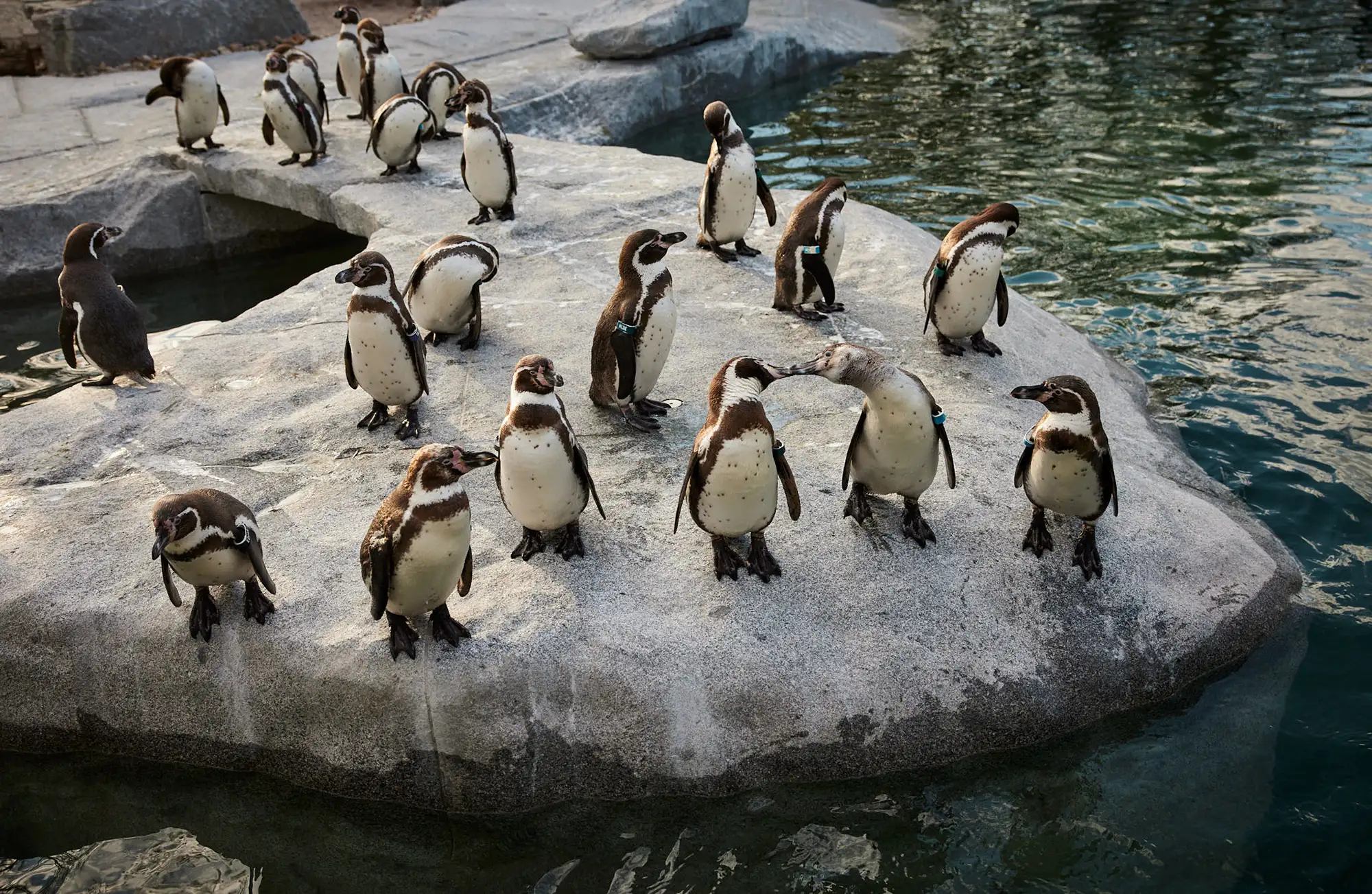 Bundesgartenschau Mannheim 2023 Pinguine im Luisenpark - Buga 23