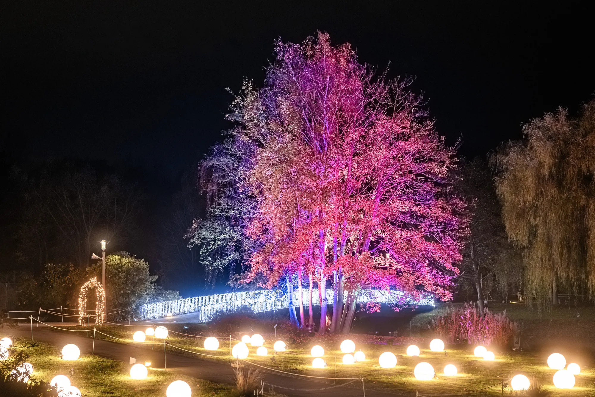 Christmas Garden 2023 - leuchtender großer pinker Baum umgeben von leuchtenden Kugeln