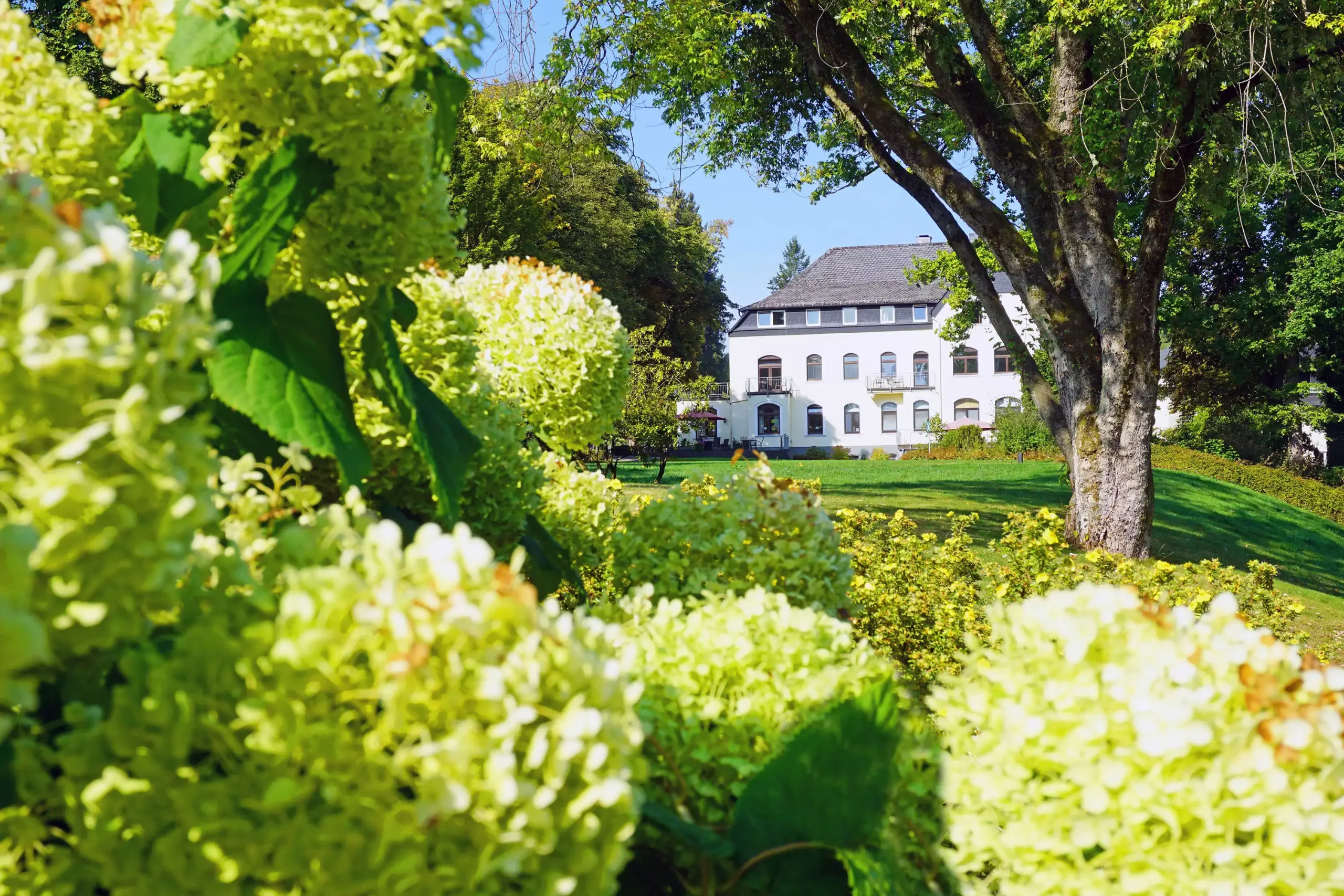 Außenansicht des weißen Dorint Parkhotels Siegen mit großem Baum und grünen Hortensien im Vordergrund unter blauem Himmel