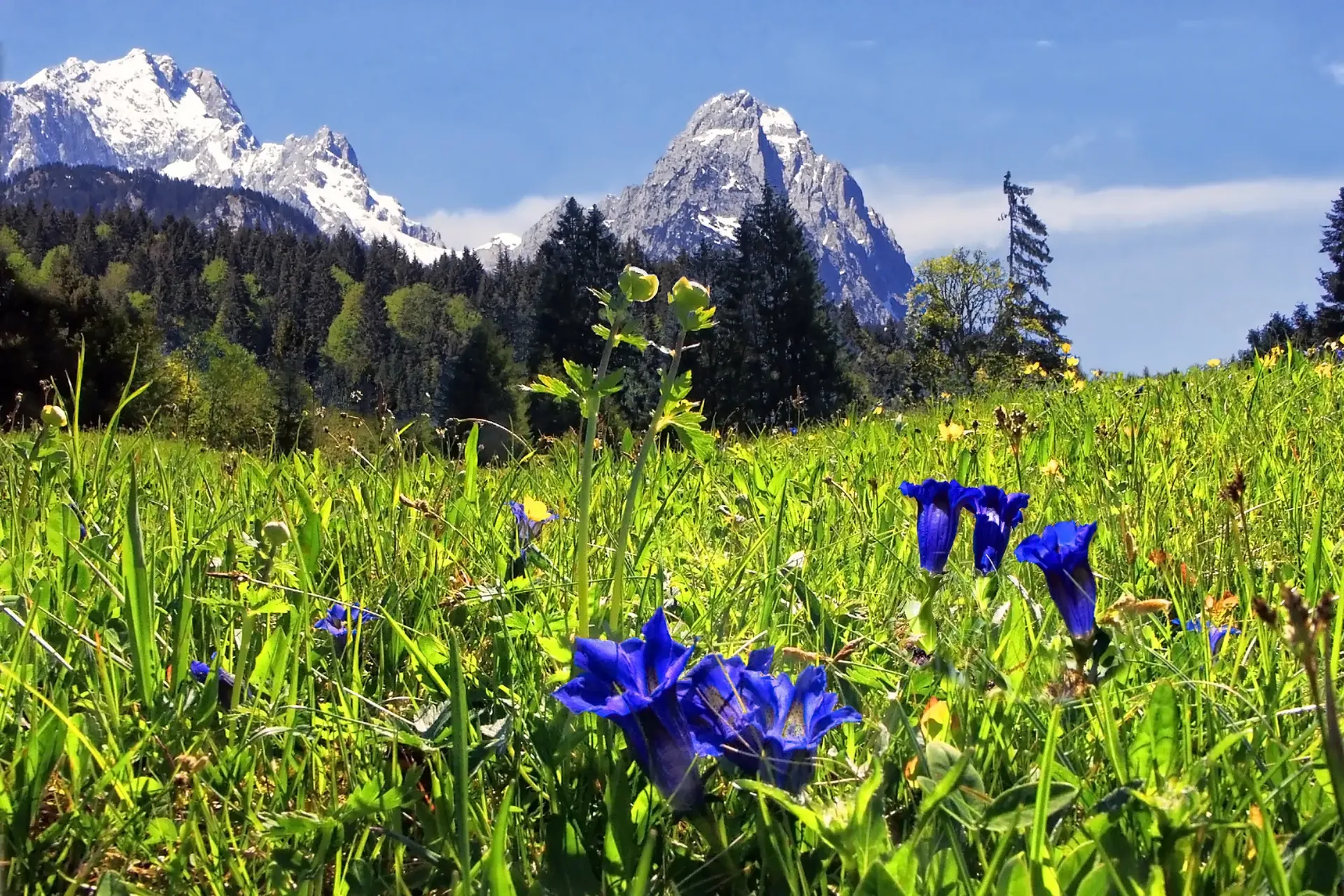 Enzianwiese und Zugspitze bei Garmisch