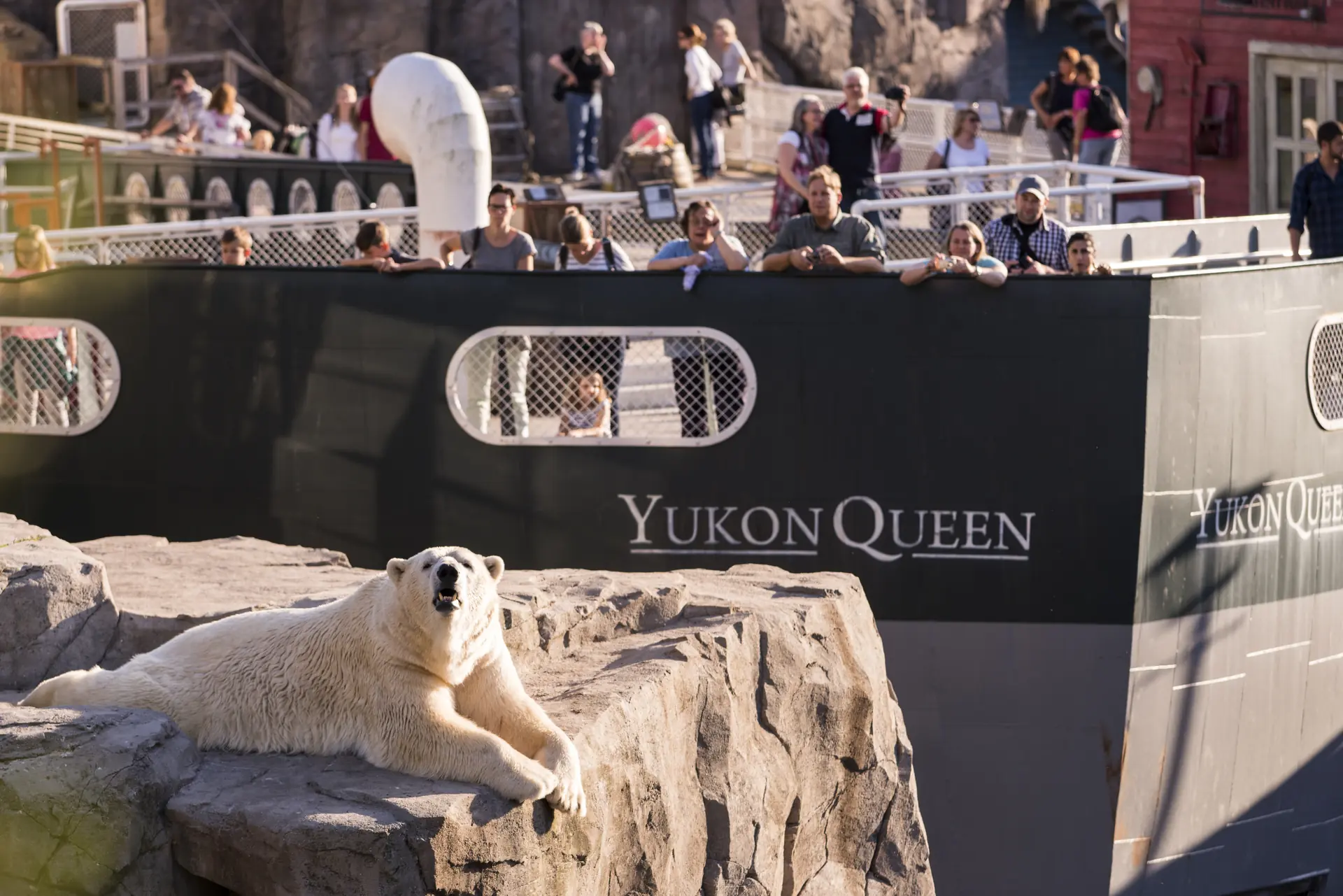 Eisbär auf Felsen mit Zoobesuchern im Hintergrund im Yukon Bay, Erlebnis Zoo Hannover