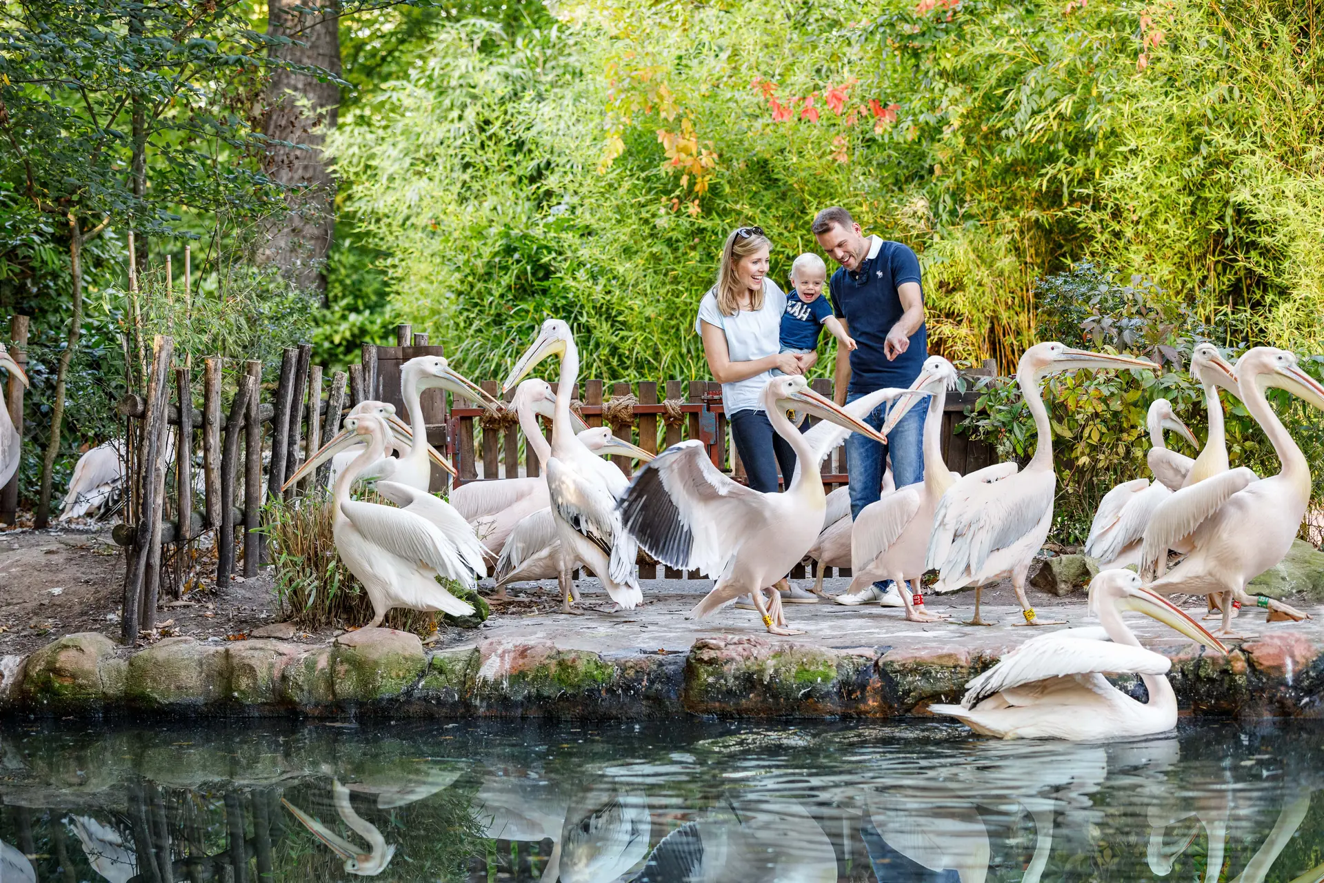 Familie aus Tuchfühlung mit den Pelikanen im Erlebnis Zoo Hannover