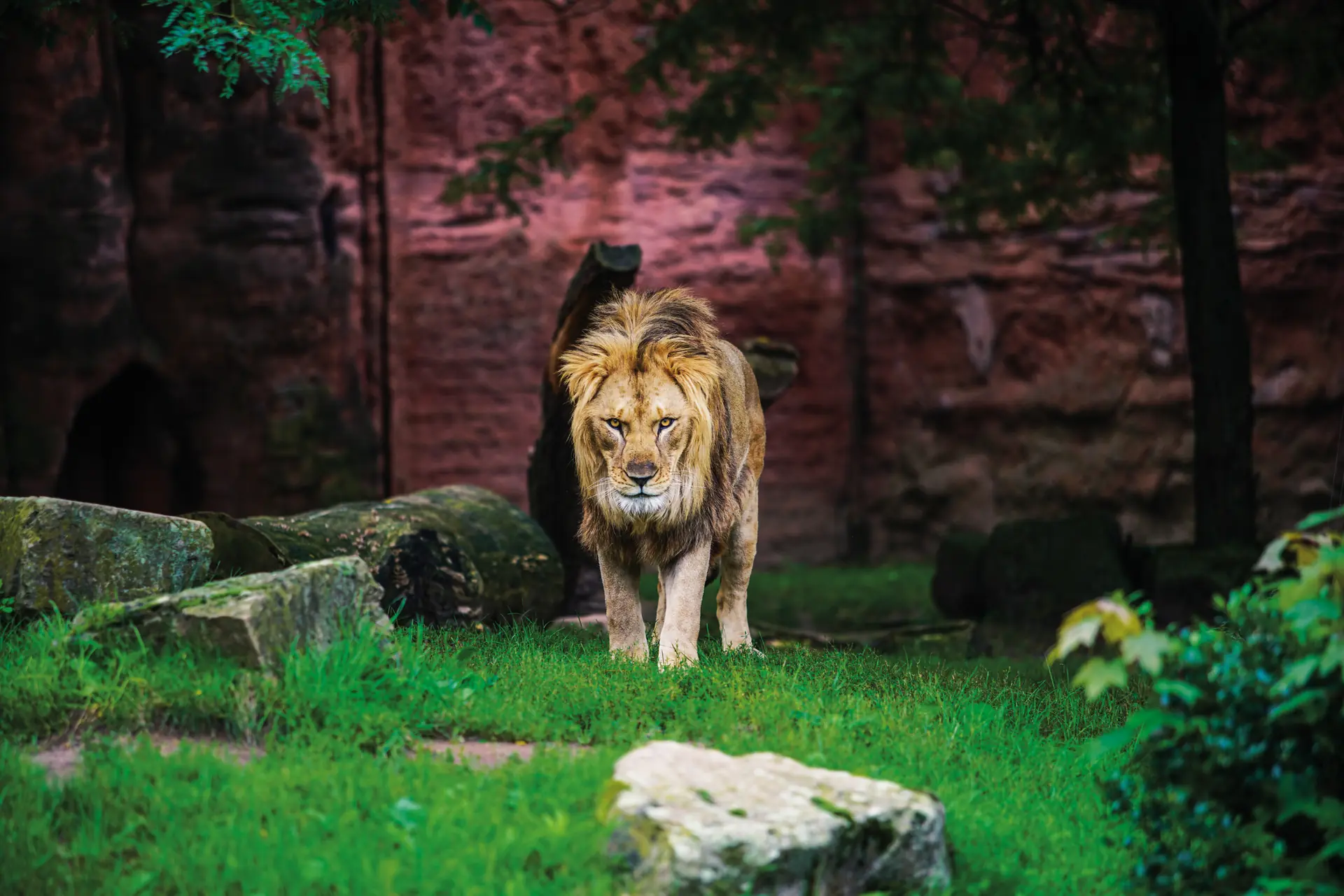 Löwe Basu im Gehege mit saftig-grünem Gras, frontal von vorn im Erlebnis Zoo Hannover