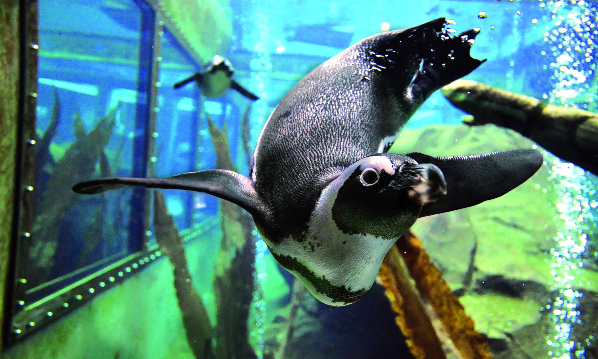 Pinguin unter Wasser schwimmend im Yukon Bay des Erlebnis Zoos Hannover