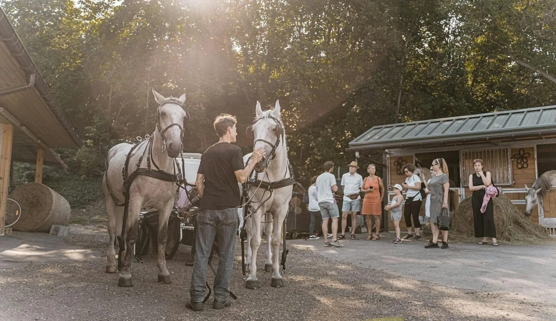 Wiener Fiaker, Besuch im Stall und Kutschfahrt Wien