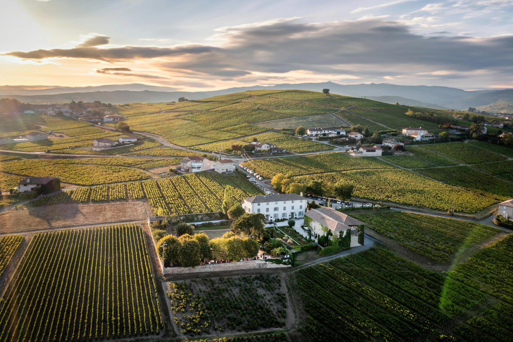 Panoramablick über den Weinberg mit Häusern