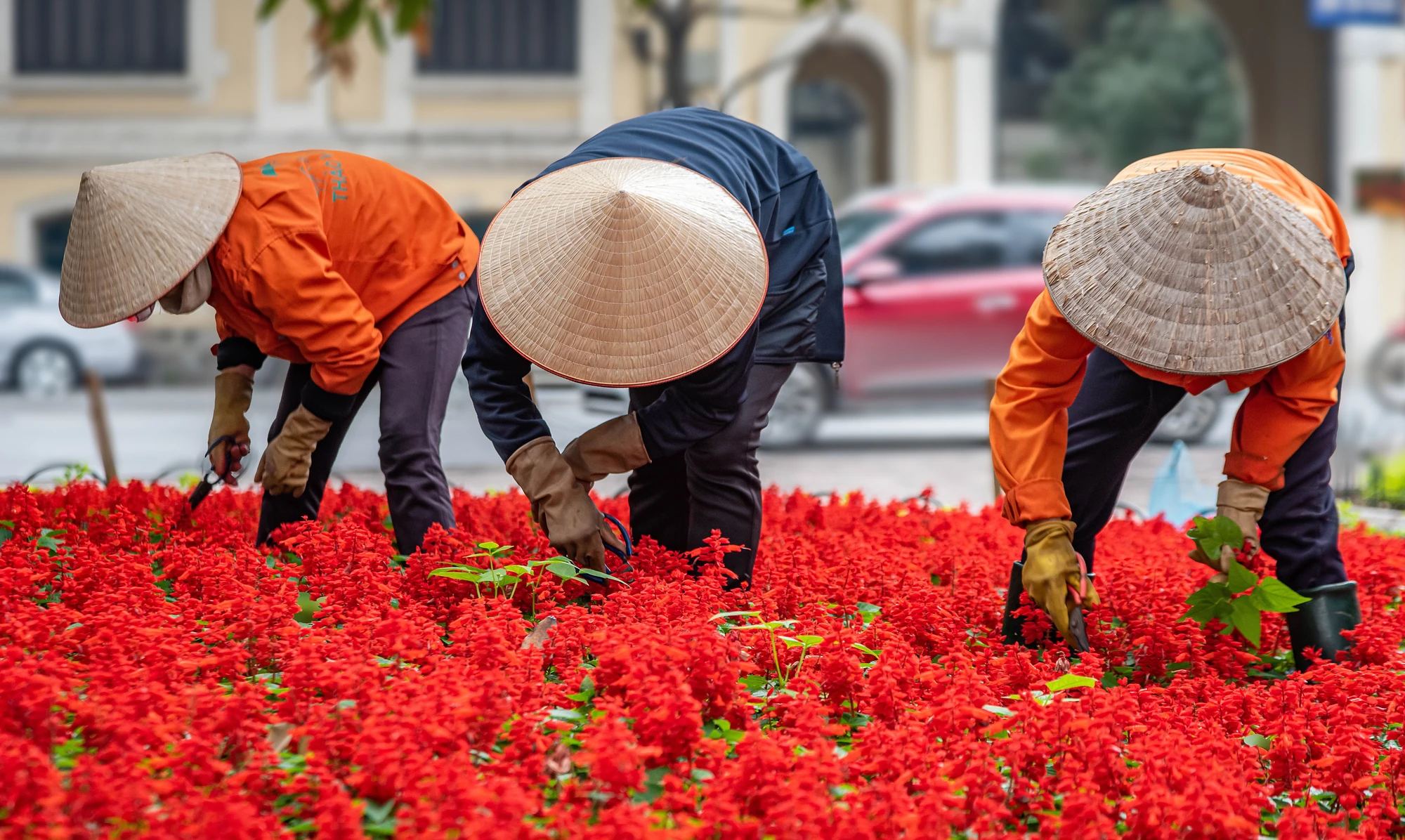 Drei Personen in orangefarbenen Jacken und Strohhüten pflücken Blumen aus einem Beet mit roten Blüten. Im Hintergrund ist ein Auto sichtbar.