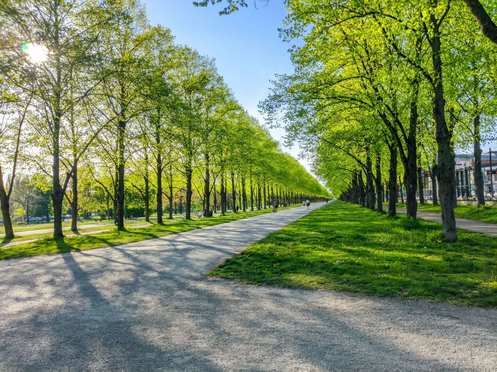 Georgengarten in Hannover, lange Baumallee im Frühling