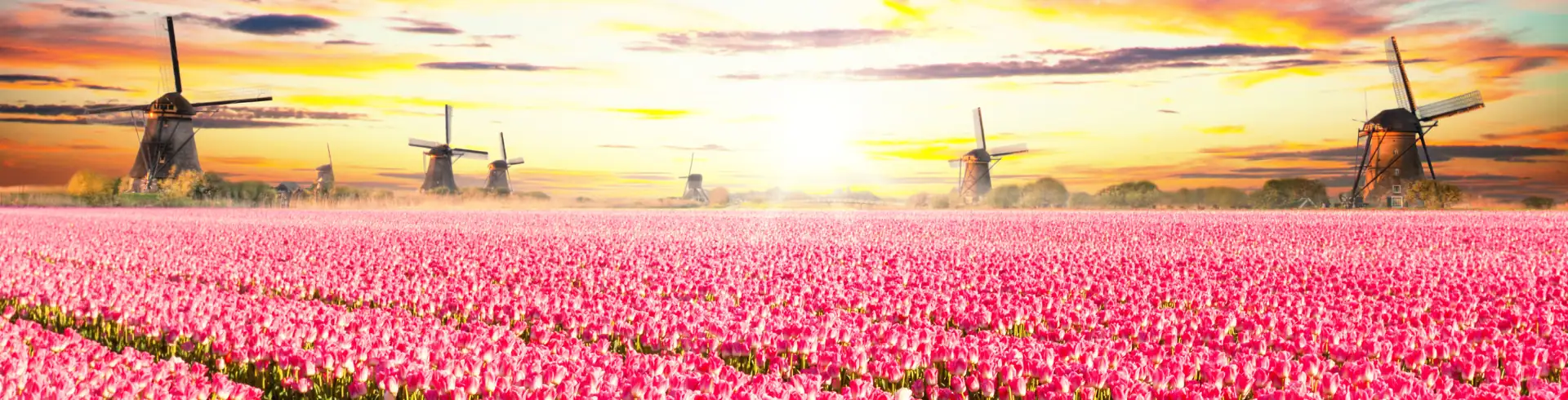Holland zur Tulpenzeit Banner: Windmühlen in den Niederlanden bei gleißenden Sonnenschein im Vordergrund ein rosafarbenes Tulpenfeld