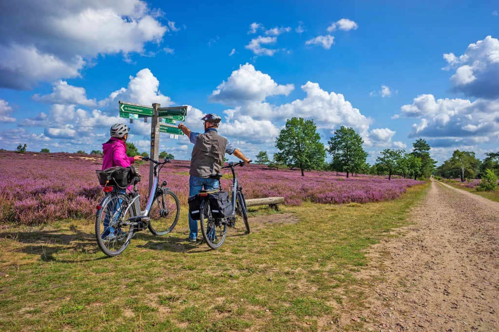 Radfahrer am Heidschnuckenweg vor einem lila blühenden Erikafeld bei einem Besuch mit Hotel in der Lüneburger Heide