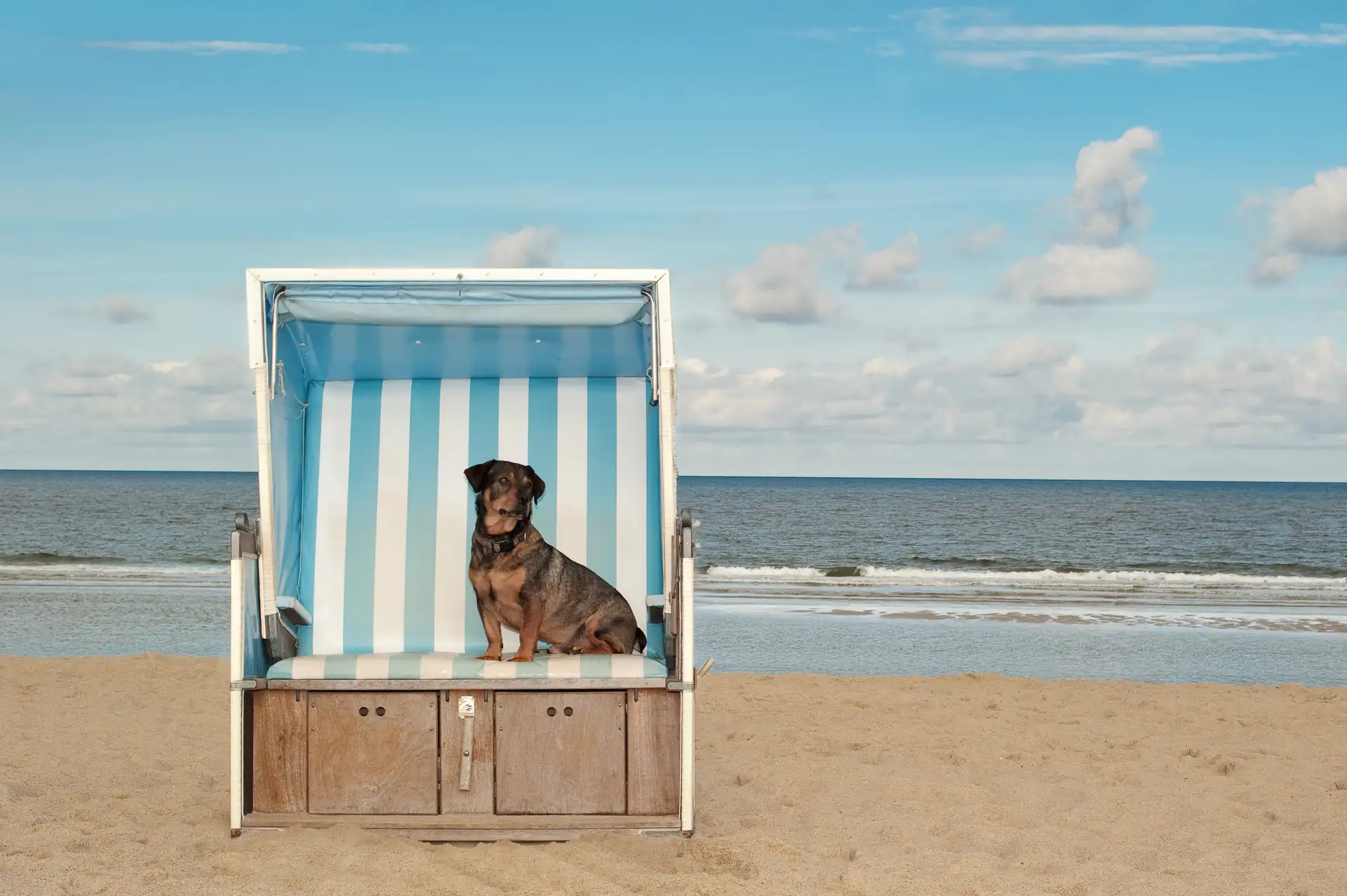 Hund sitzt in einem gestreiften Strandkorb am Strand mit Meer im Hintergrund