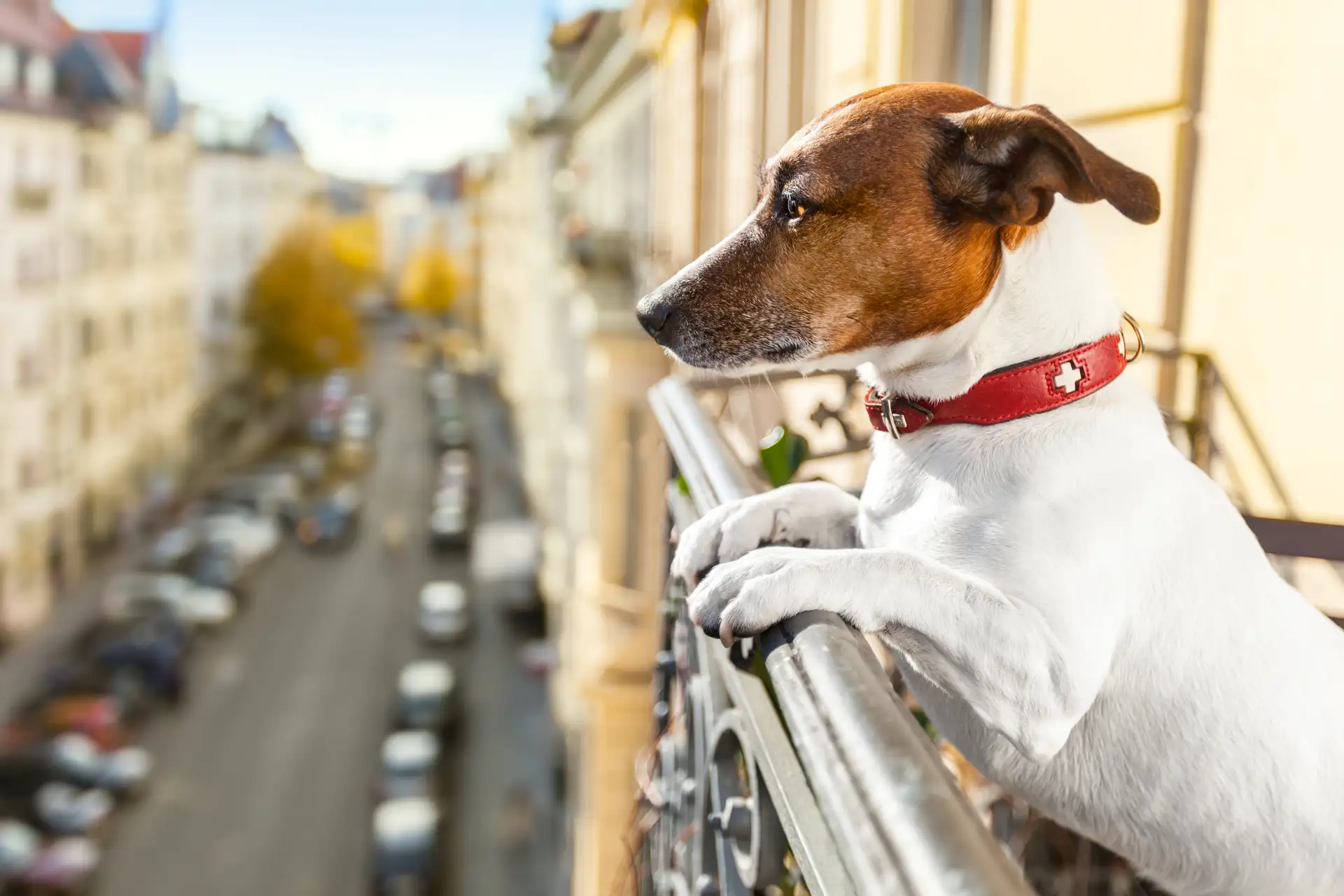 Ein Hund mit rotem Halsband lehnt mit den Vorderpfoten am Balkon und blickt auf eine belebte Straße in der Stadt