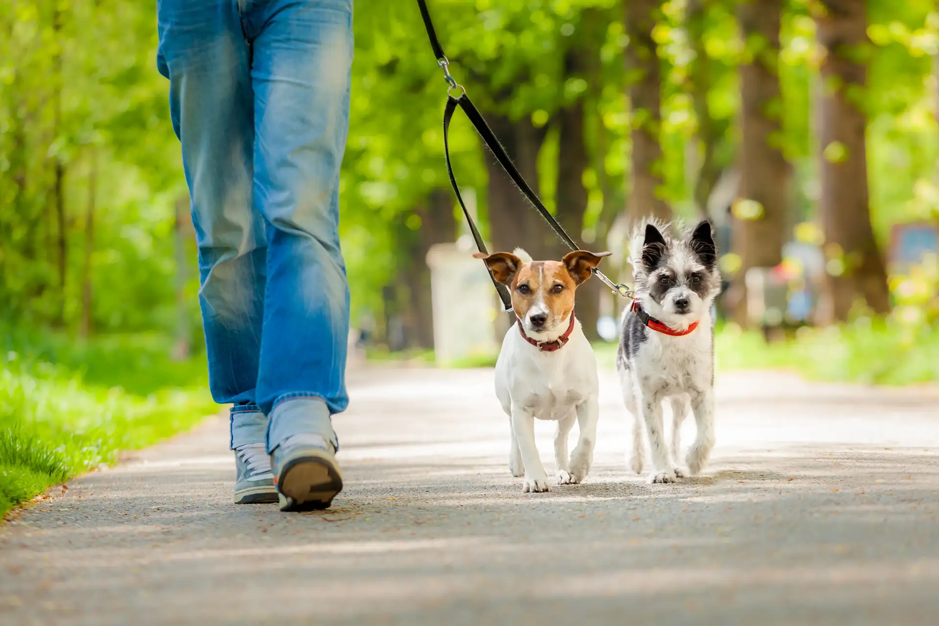 Zwei kleine Hunde mit roten Halsbändern an Leinen gehen auf einem Weg neben einer Person in blauen Jeans und weißen Schuhen