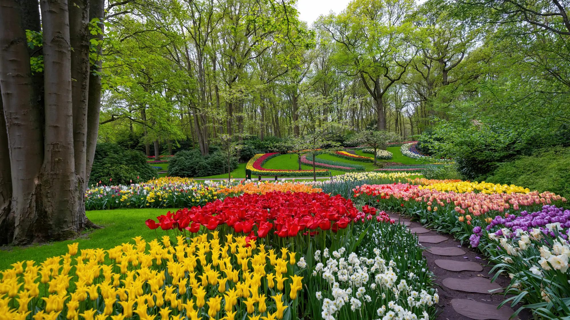 Atemberaubender Blick auf den Keukenhof zur Zeit der Tulpenblüte bei Tageslicht, mit einer farbenfrohen Vielfalt an blühenden Tulpen, die die malerische Landschaft schmücken.