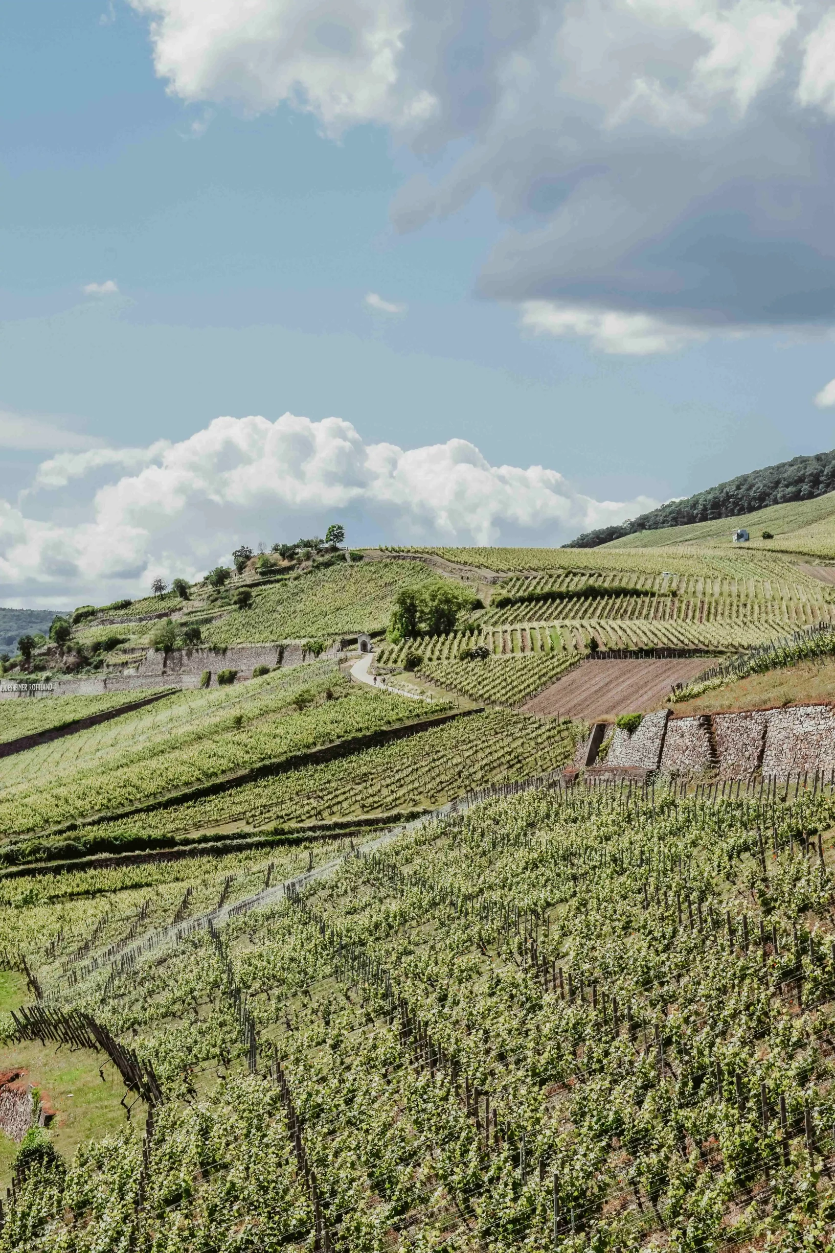 Weinberg im Rheingau