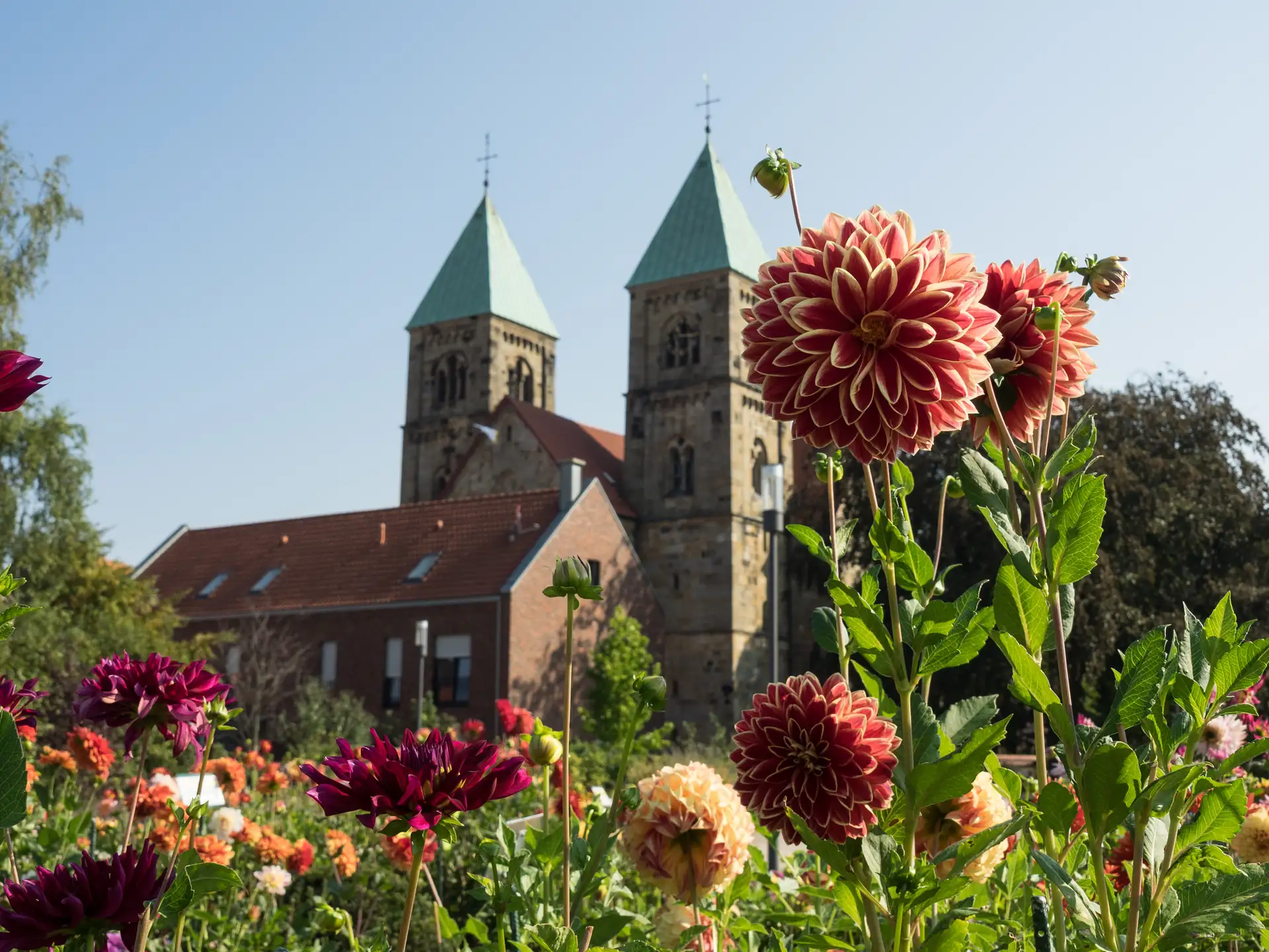 Nahaufnahme von Dahlienblüten im Dahliengarten Legden mit einer Kirche im Hintergrund