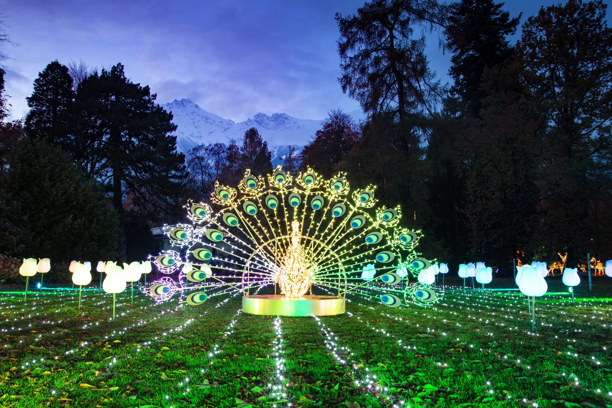 LUMAGICA Lichterpark in Innsbruck, Pfau auf Wiese
