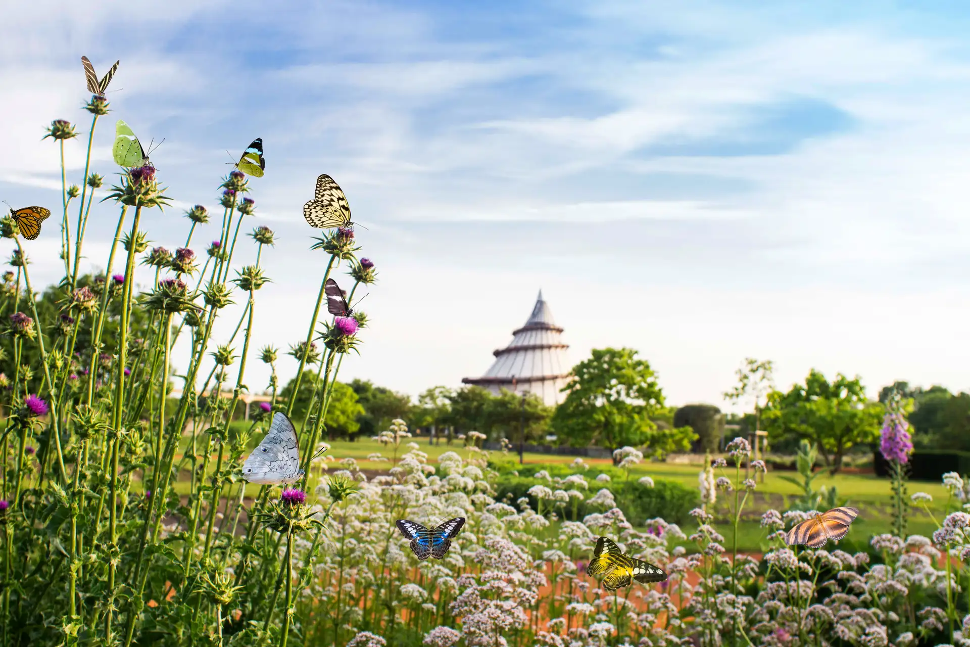 Schmetterlinge auf Wildblumenwiese mit dem Jahrtausendturm im Hintergrund im Elbauenpark Magdeburg