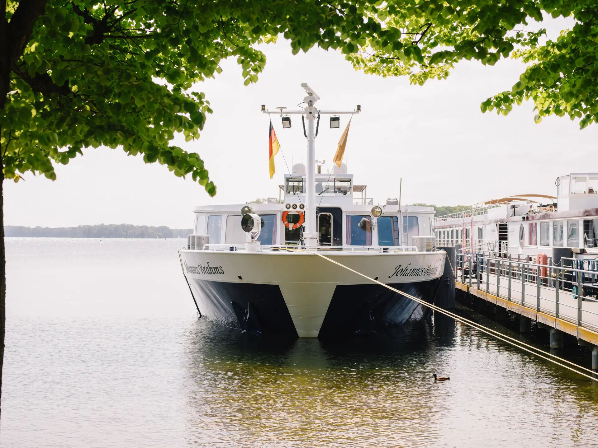 MS Johannes Brahms, Frontalansicht des Schiffs am Anleger im Sommer, Blick vom Ufer aus mit grünen Laubbaum und Ente im Vordergrund
