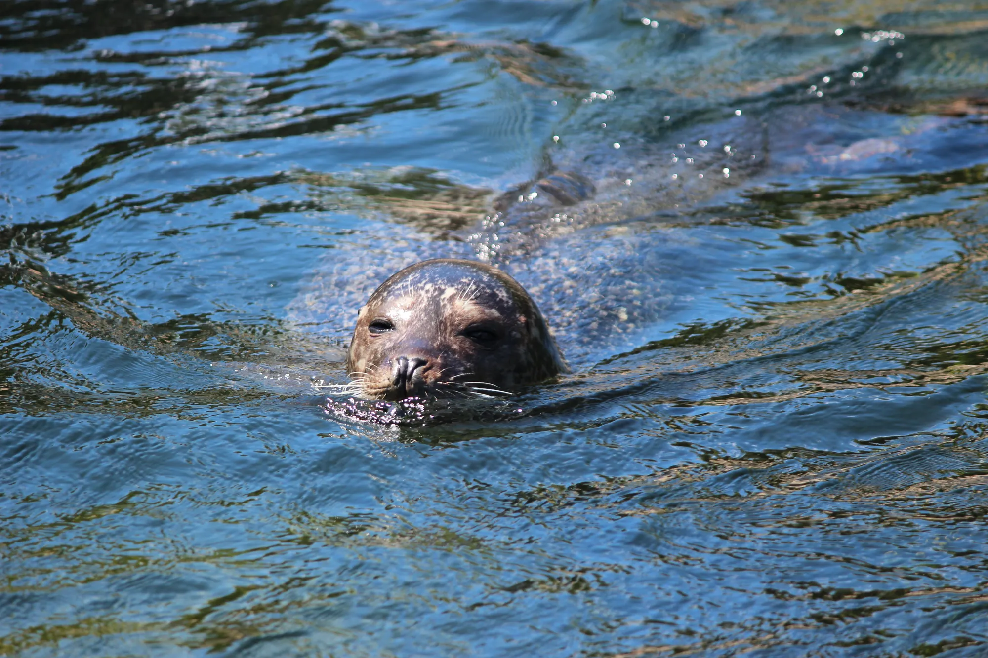 Das Bild zeigt eine Robbe, die im klaren Wasser schwimmt im Nationalpark Oosterschelde, Zeeland. Der Kopf der Robbe ragt über die Wasseroberfläche, während ihr Körper unter Wasser gleitet. Die ruhige und natürliche Umgebung spiegelt sich im welligen Wasser wider, was der Szene eine friedliche Atmosphäre verleiht. Die Robbe scheint entspannt und in ihrem natürlichen Lebensraum zu sein, was den wilden Charme des Nationalparks unterstreicht.