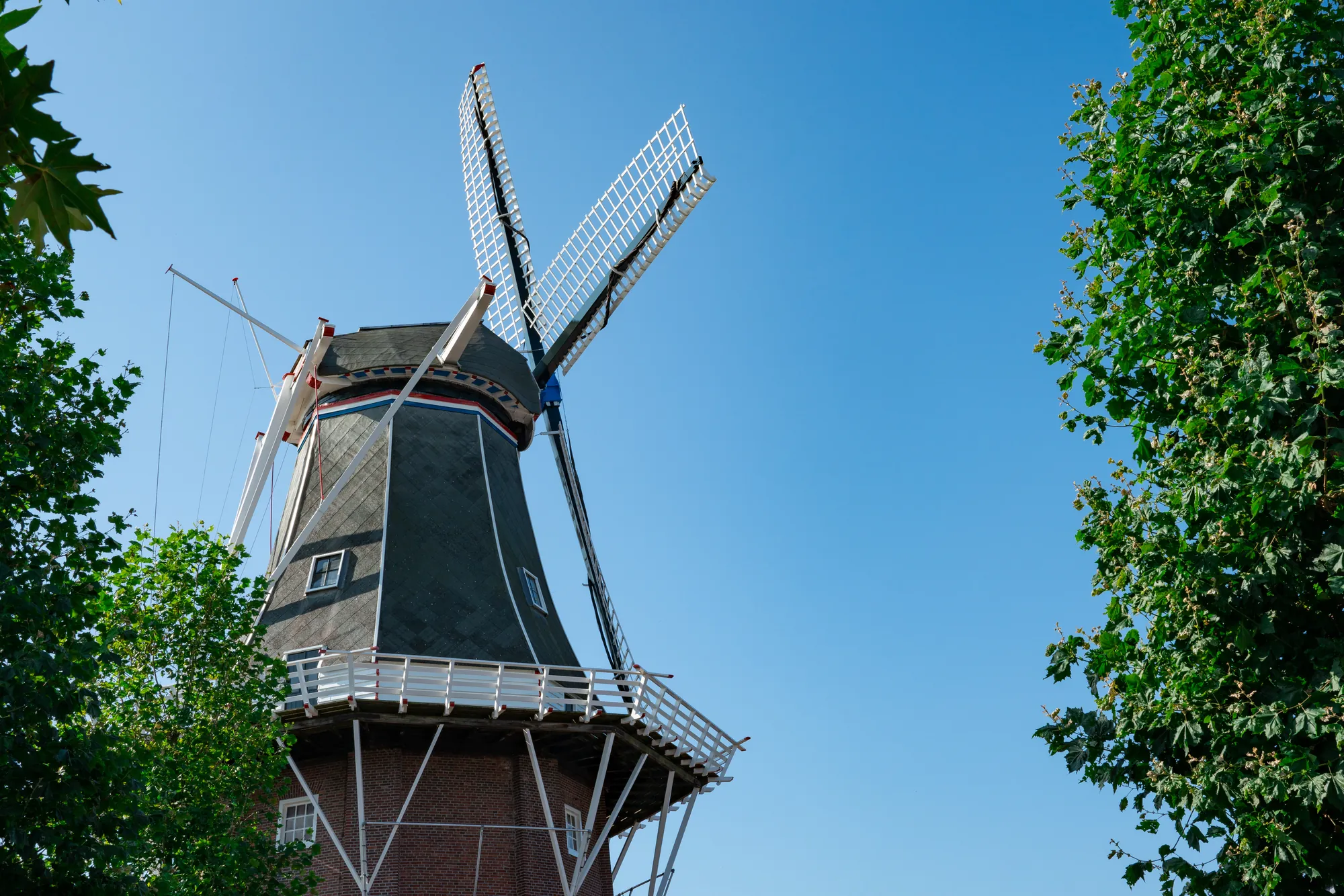Blick durch die Bäume auf den oberen Teil der Windmühle in Delfzijl unter einem klaren Himmel, der die Mühle harmonisch in die umgebende Natur integriert.