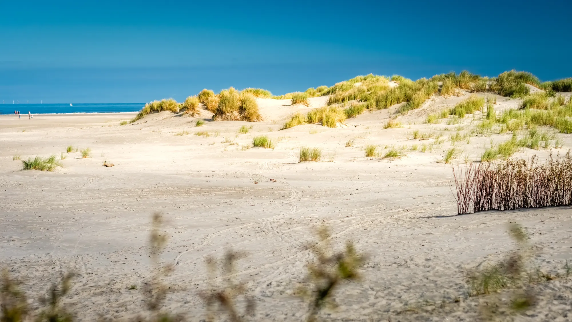 Insel Schiermonnikoog unter strahlendem Sonnenschein und klarem Himmel. Die unberührte Natur mit weitläufigen Stränden und grünen Dünen lädt zum Entspannen ein.