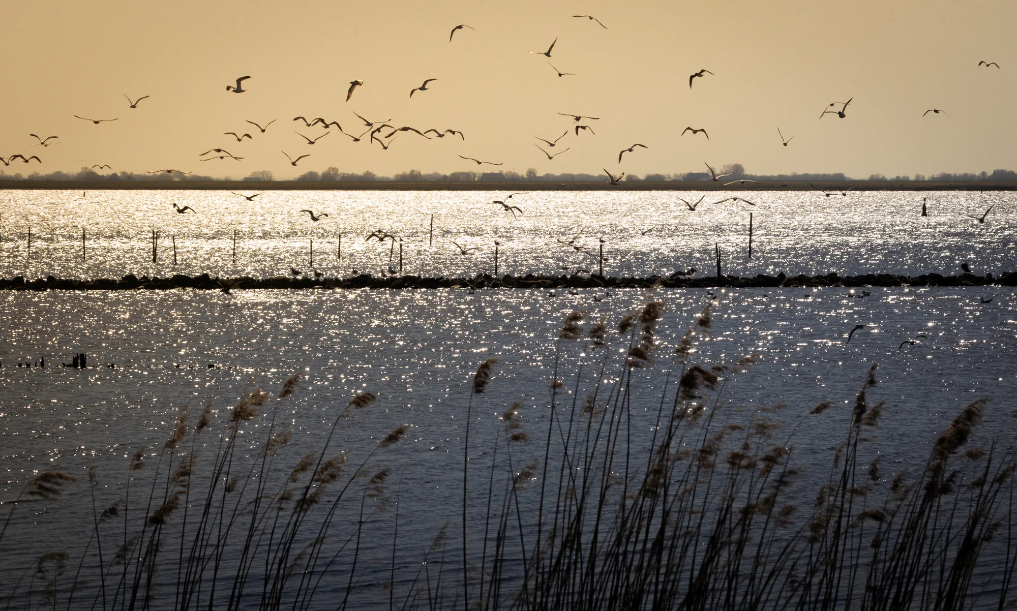 Fliegende Vögel im Lauwersmeer während der goldenen Stunde. Das sanfte Licht der tiefstehenden Sonne taucht die Landschaft in warme Gold- und Orangetöne, während die Vögel majestätisch durch den Himmel ziehen. Diese Szene vermittelt ein Gefühl von Freiheit und die unberührte Schönheit der Natur in diesem malerischen Gebiet.