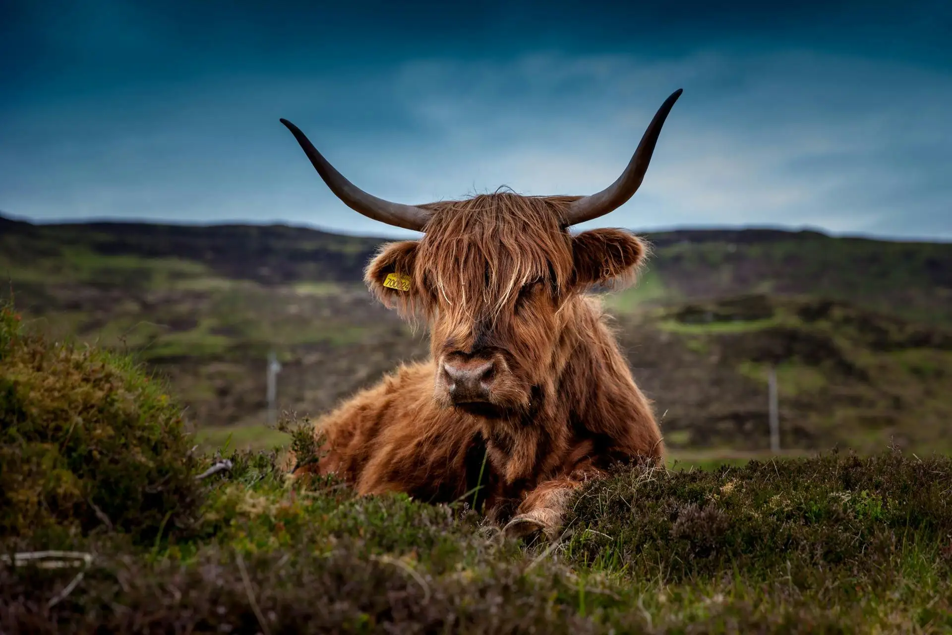 Brown Long Coat Cow Liegt Auf Grünem Gras