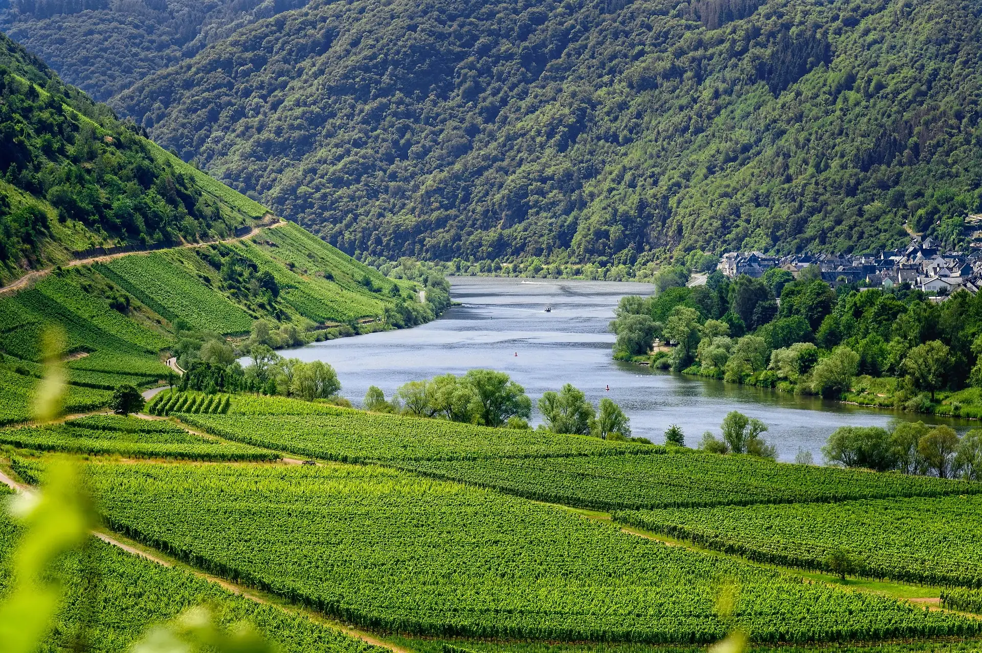 Fluss mit Weinbergen an den Hängen und bewaldeten Hügeln im Hintergrund