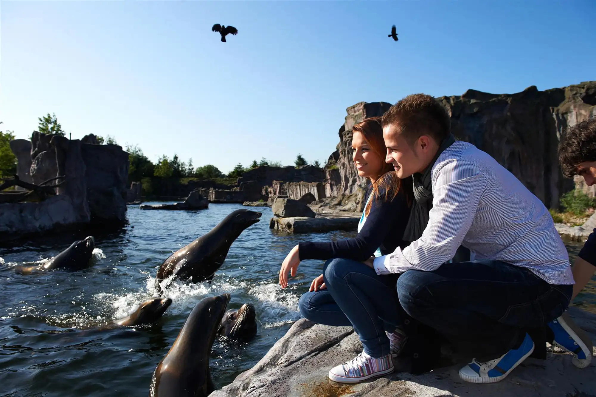 Ein Paar beobachtet neugierige Seehunde im Zoo.