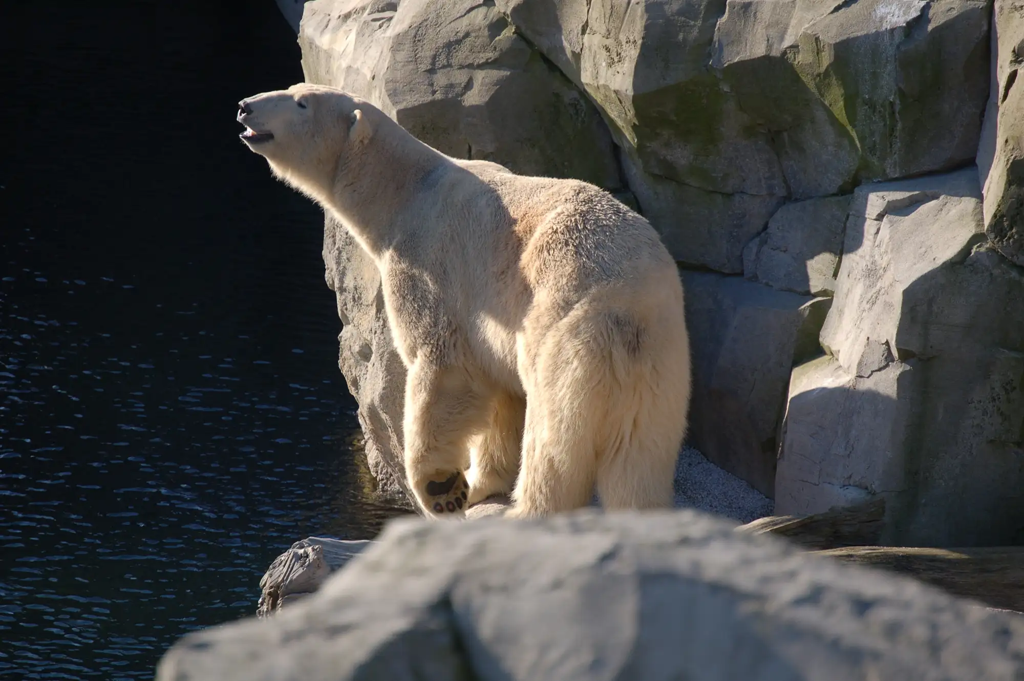Eisbär steht auf einem Felsen und schaut ins Wasser.