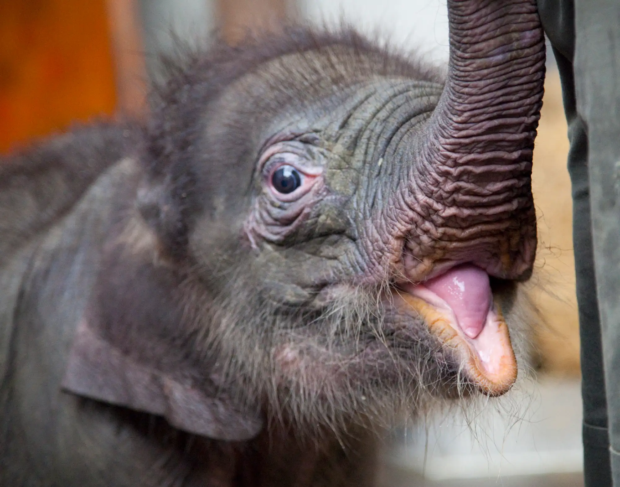 Ein süßer Baby-Elefant, der lächelt und seine Zunge zeigt.